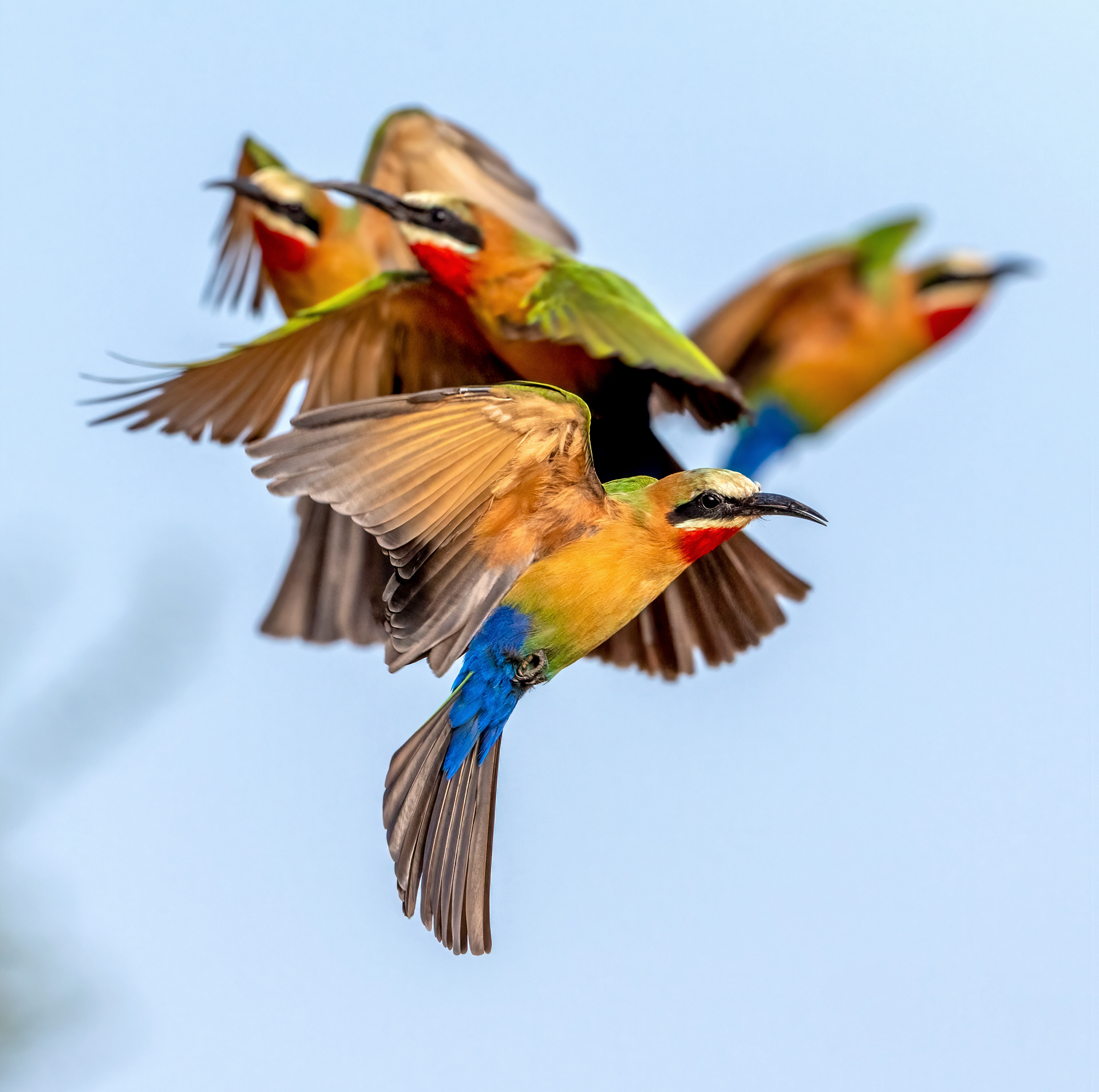 White-throated Bee Eater
