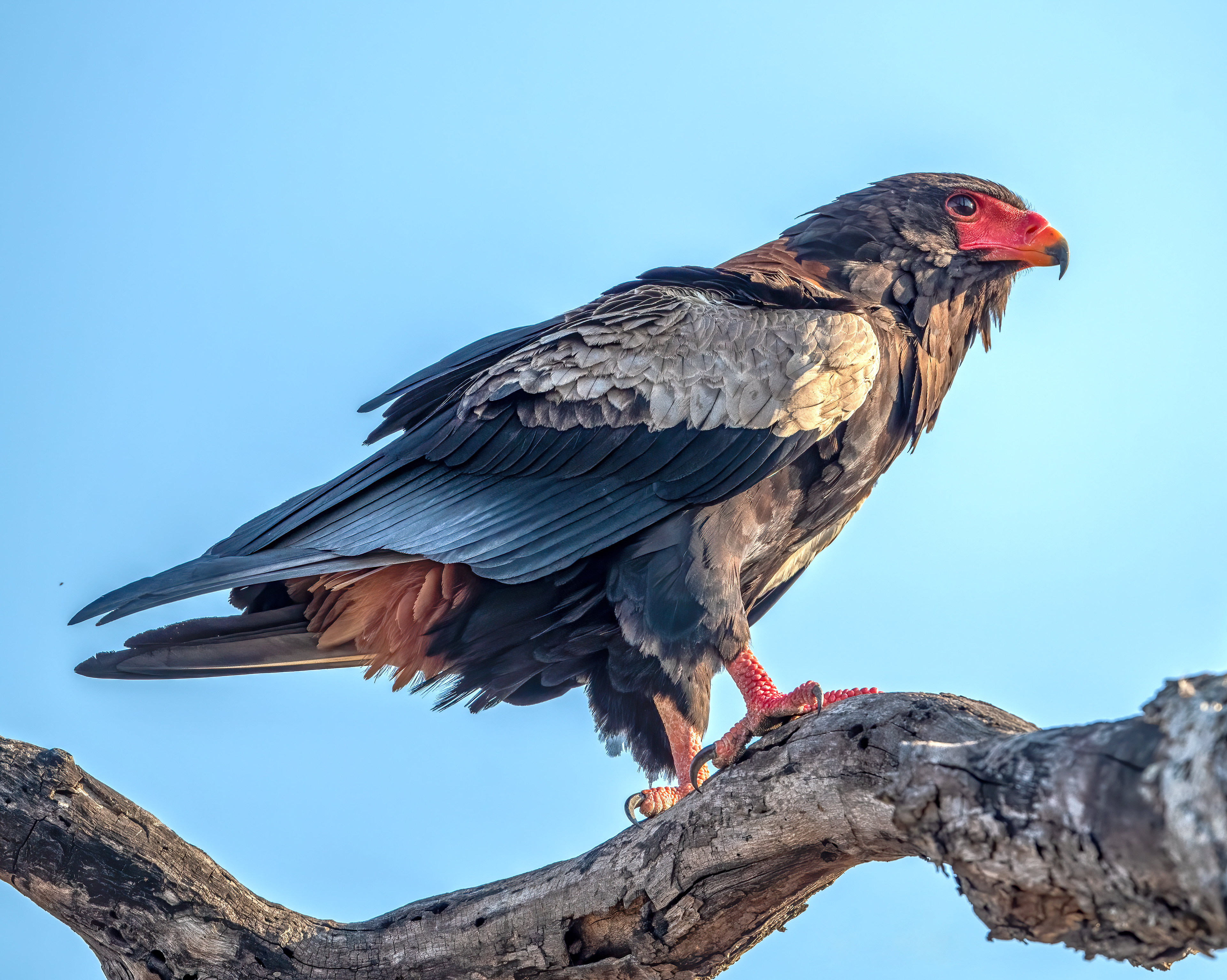 Bateleur