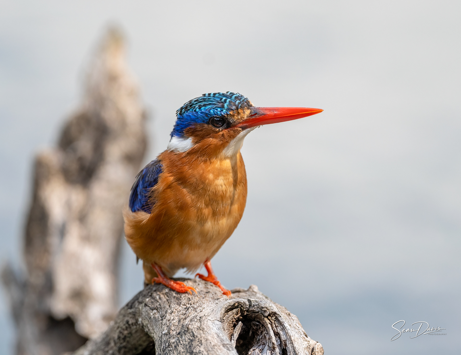 Malachite Kingfisher