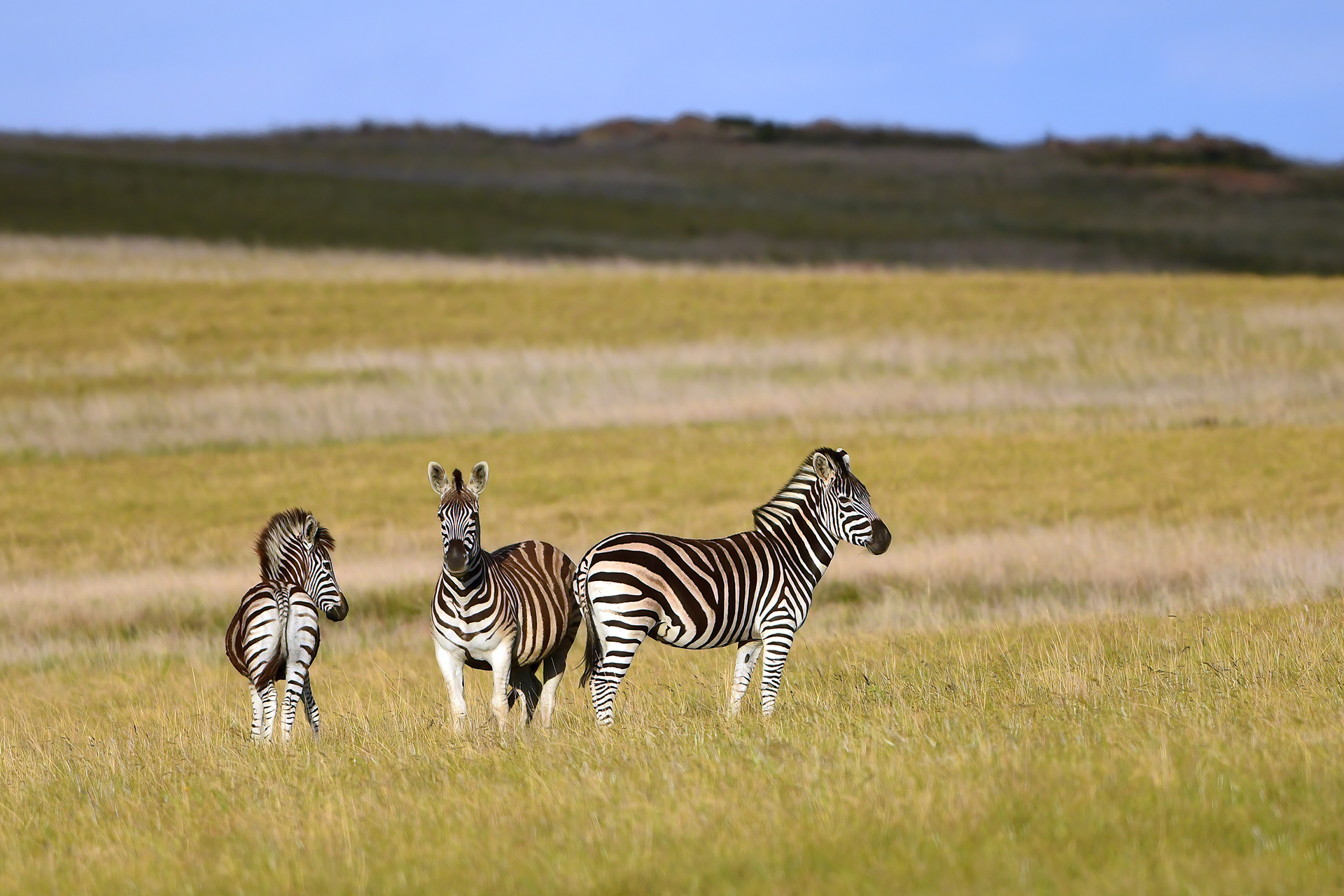 Mountain Zebra