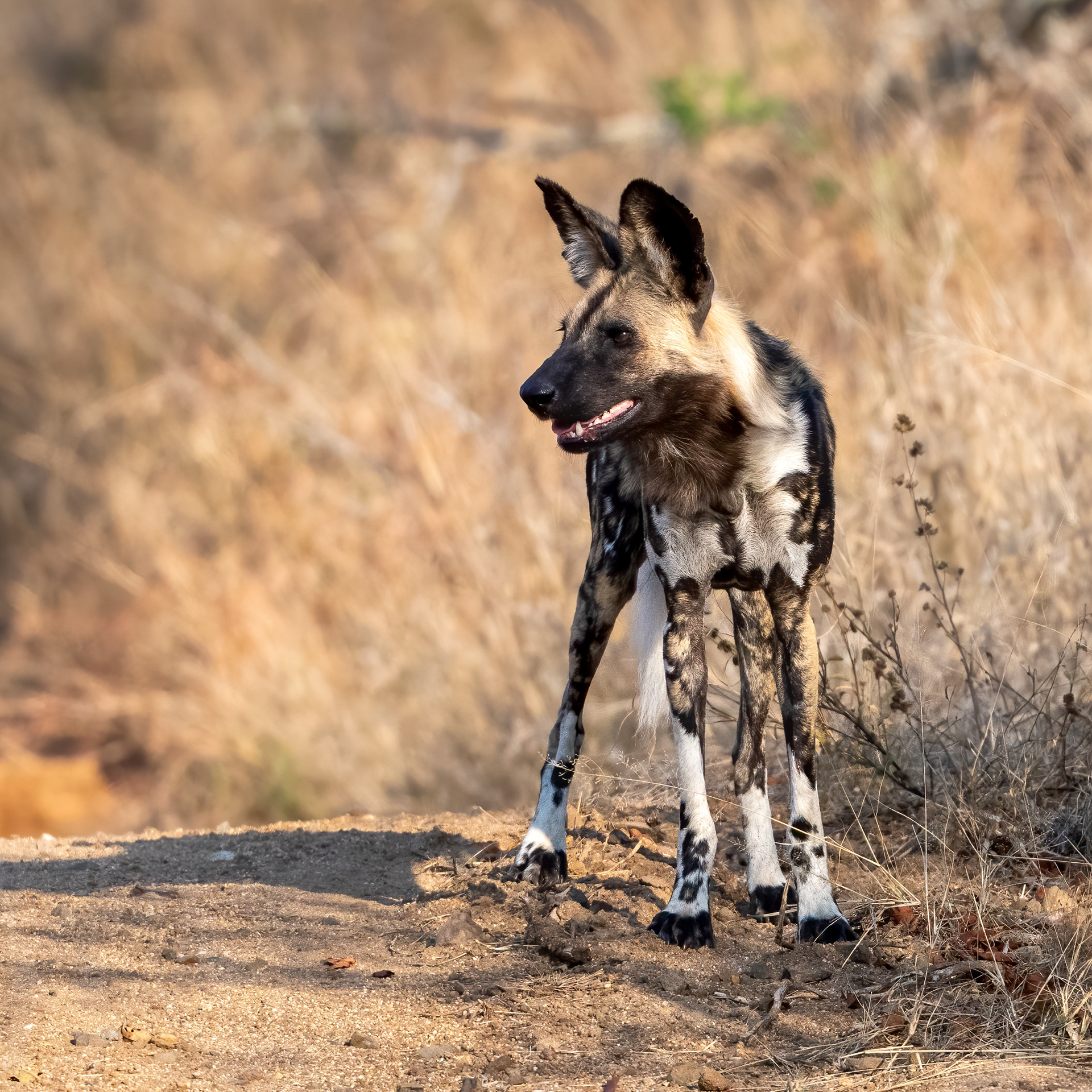 Wild Dog