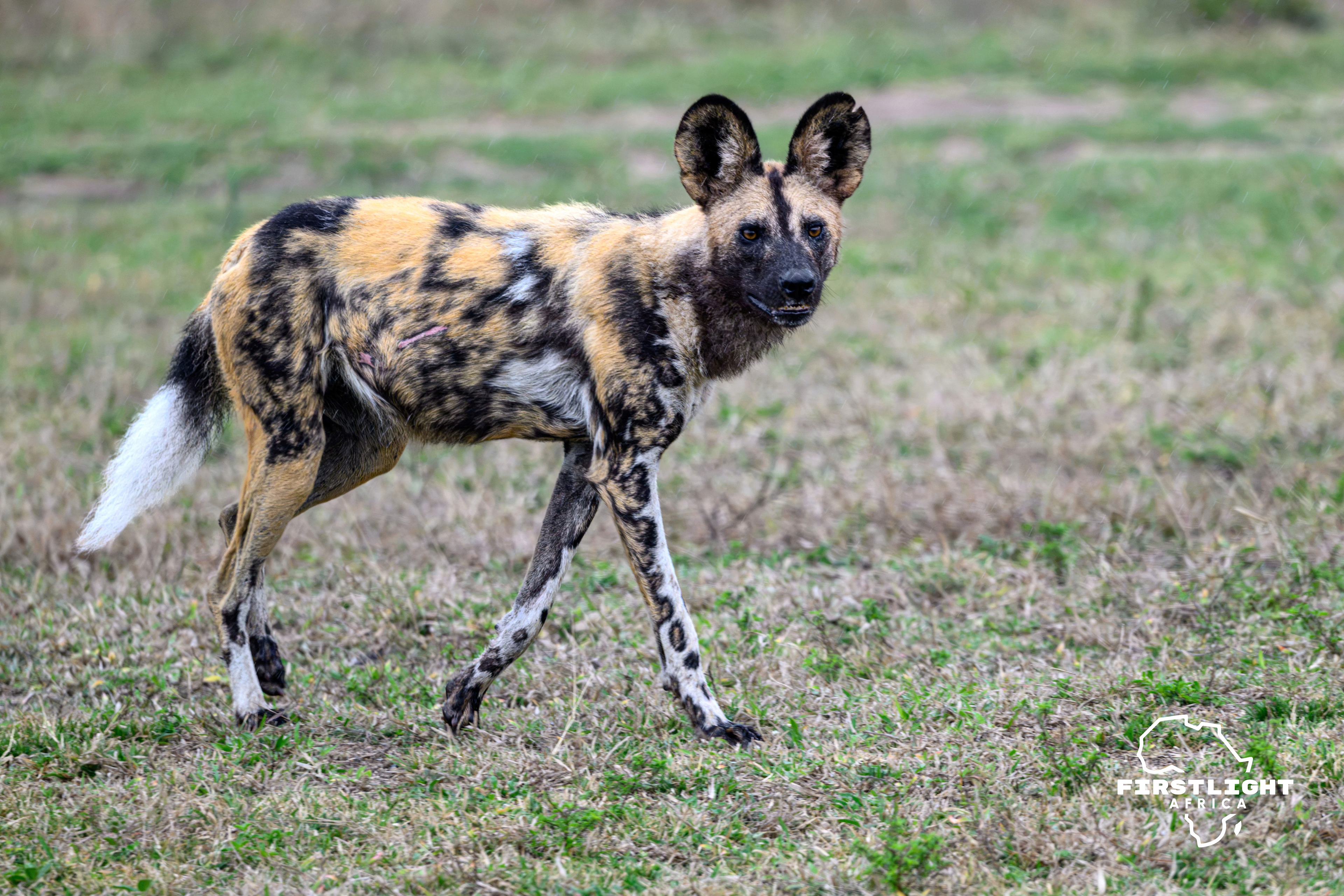 Wild Dog