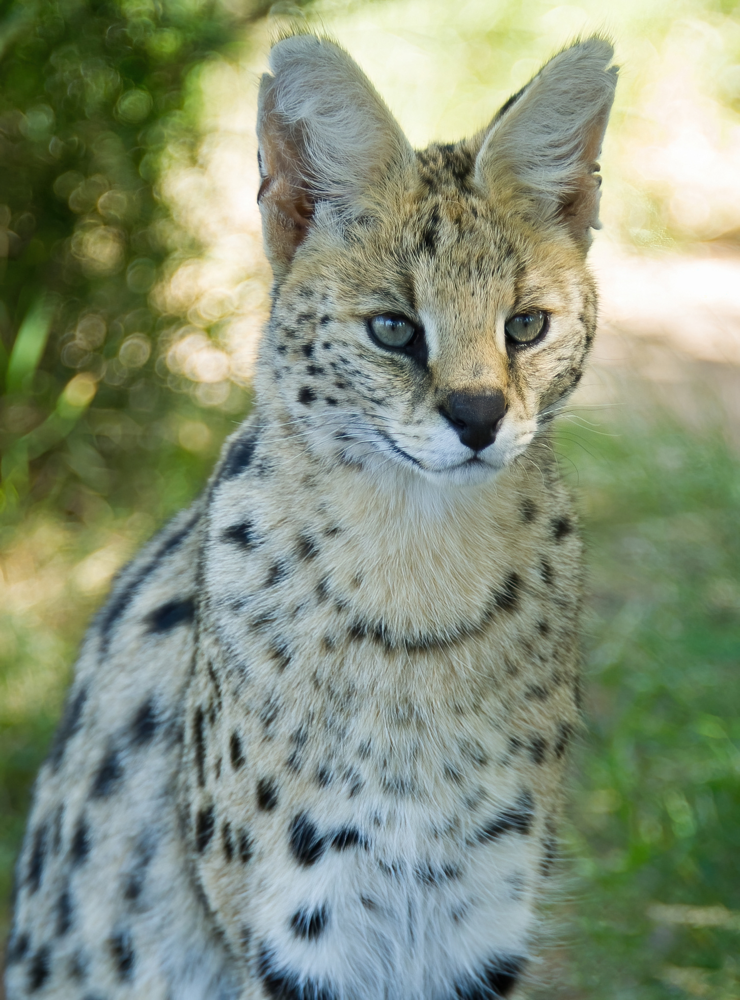 Serval