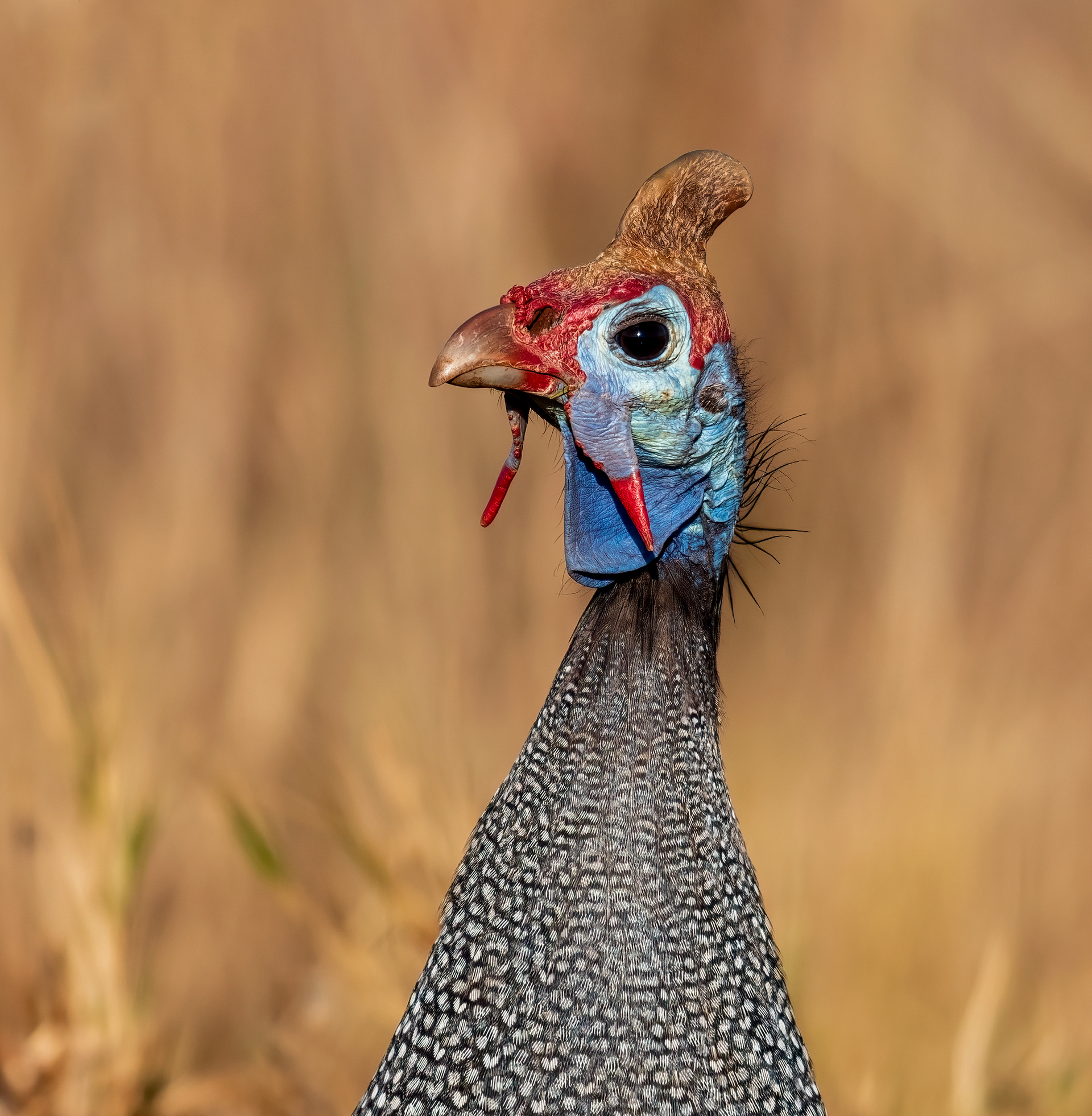 Helmeted Guineafowl