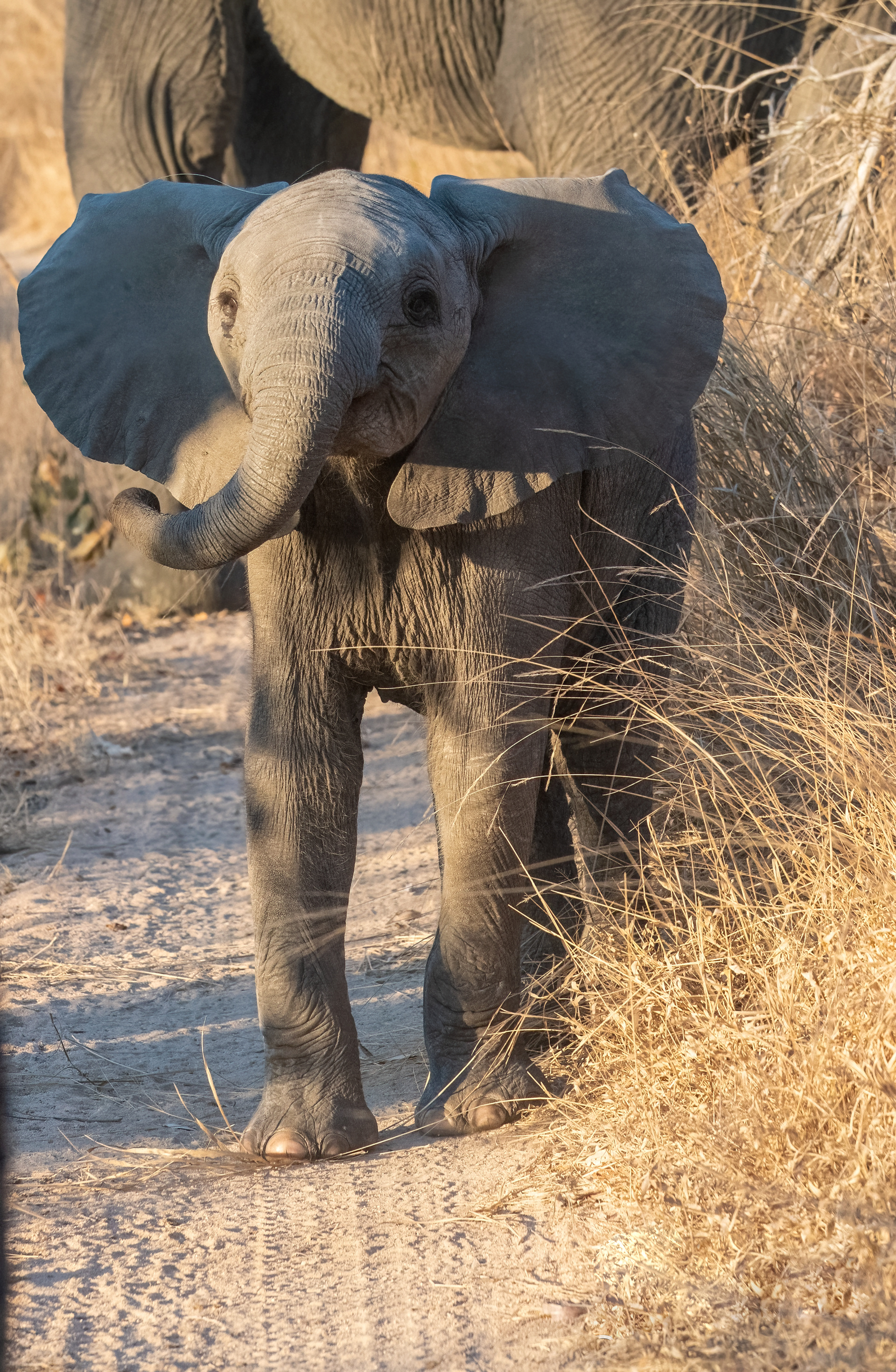 Juvenille Elephant