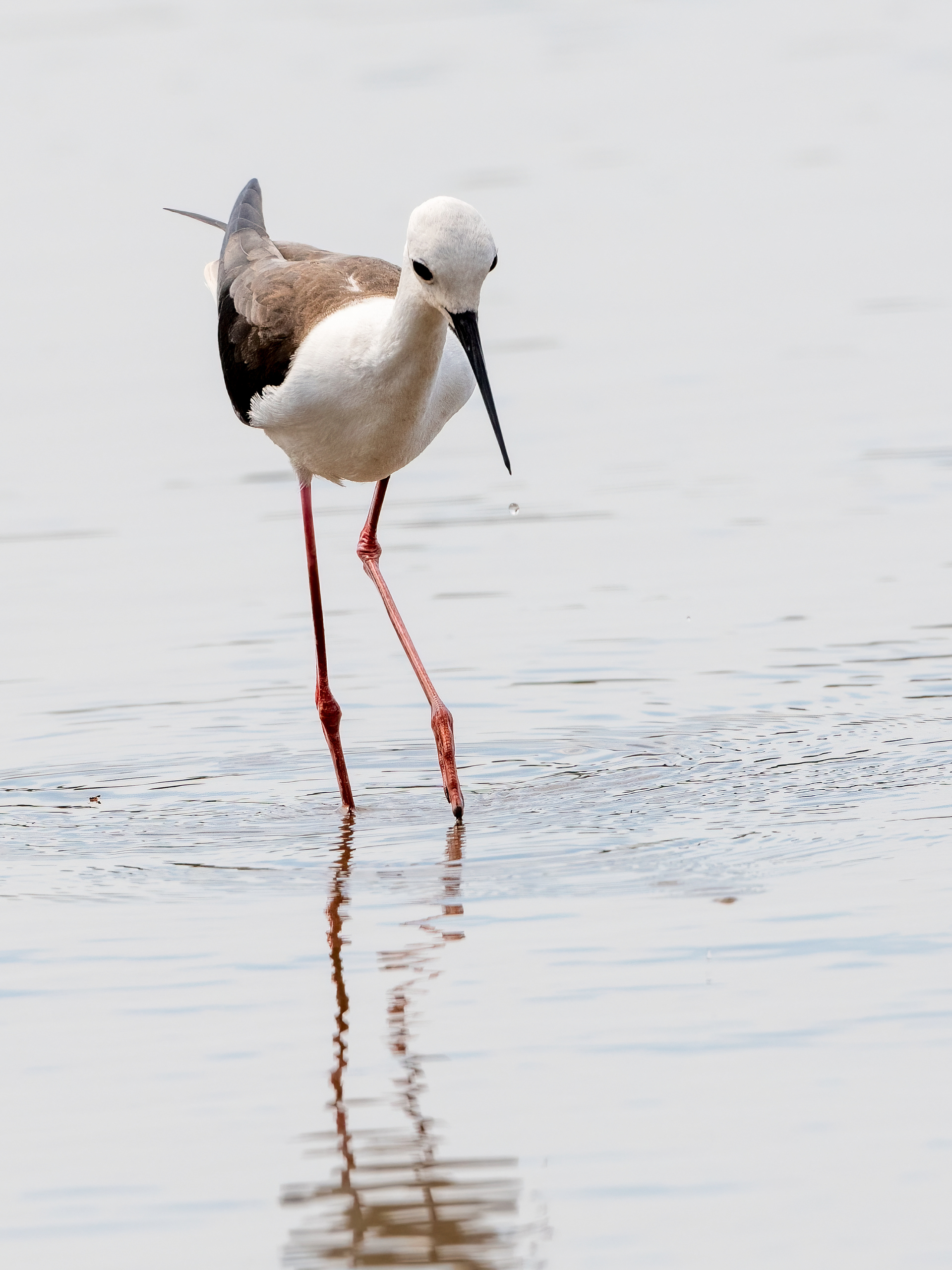 Stilt