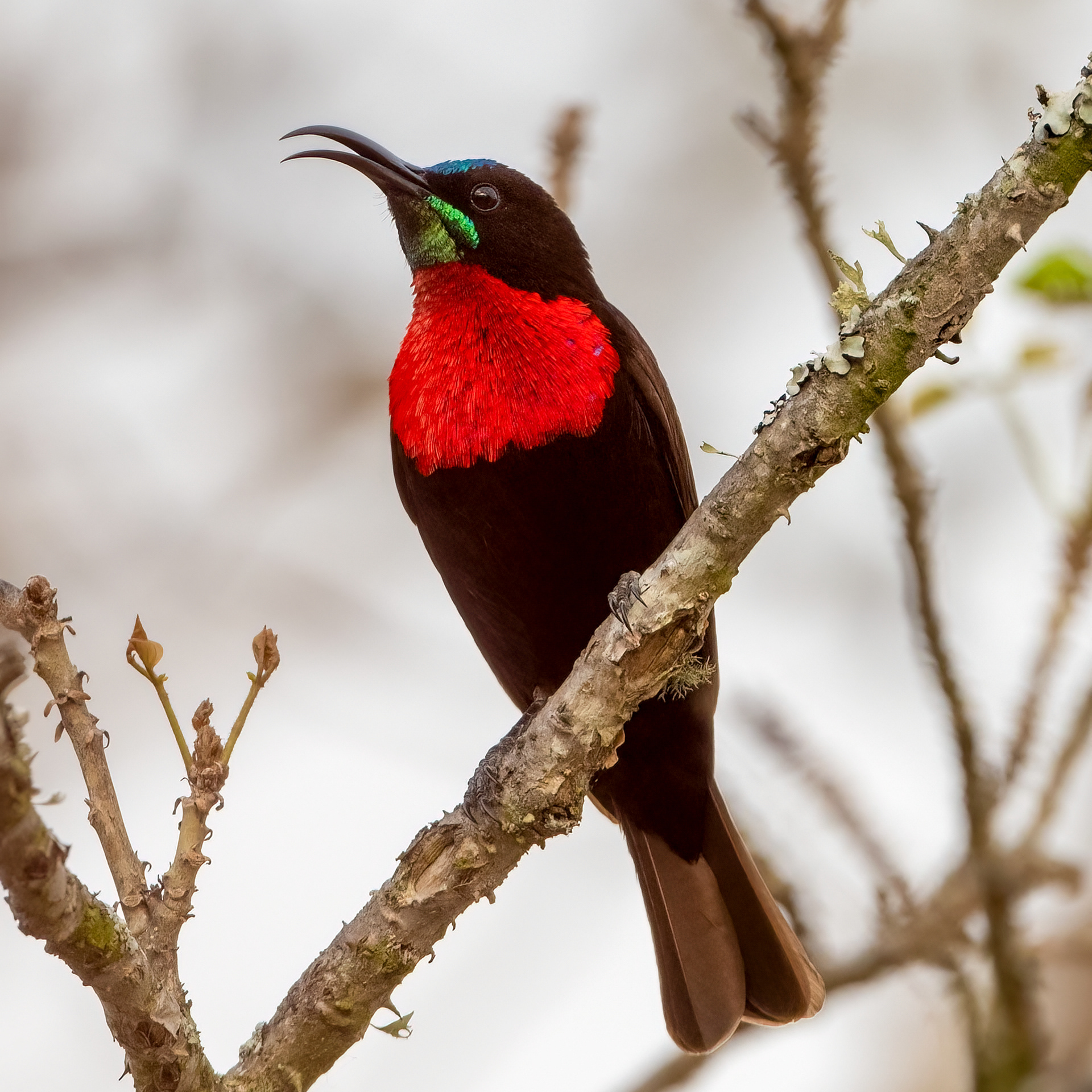 Scarlet Chested Sunbird