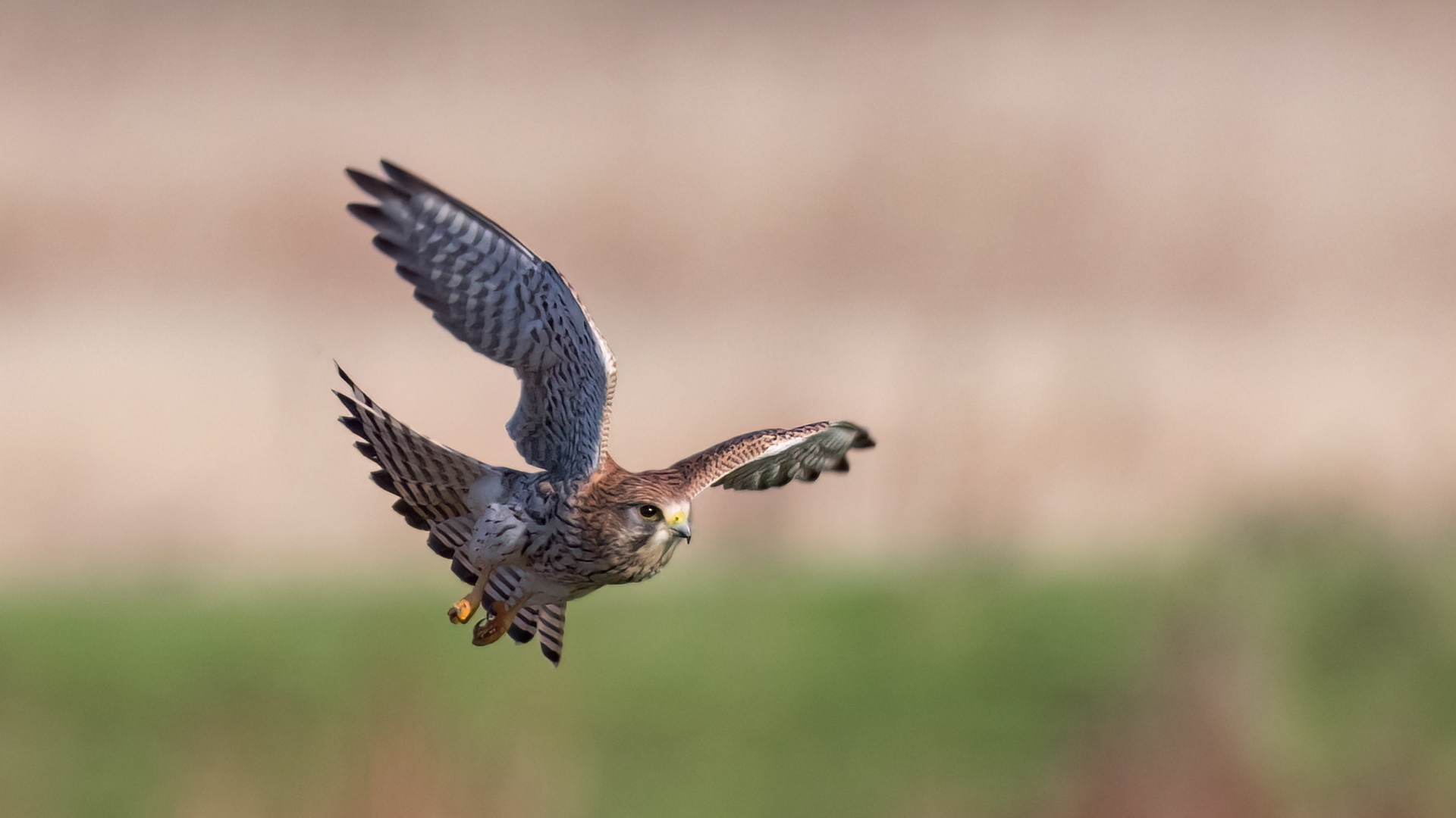 Kestrel