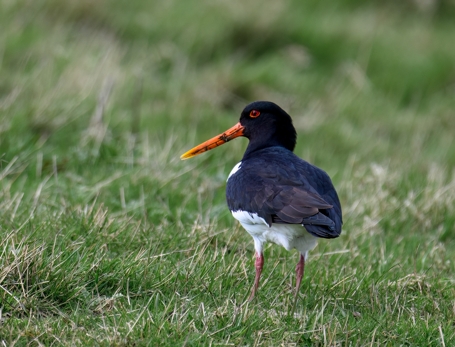 Oyster Catcher