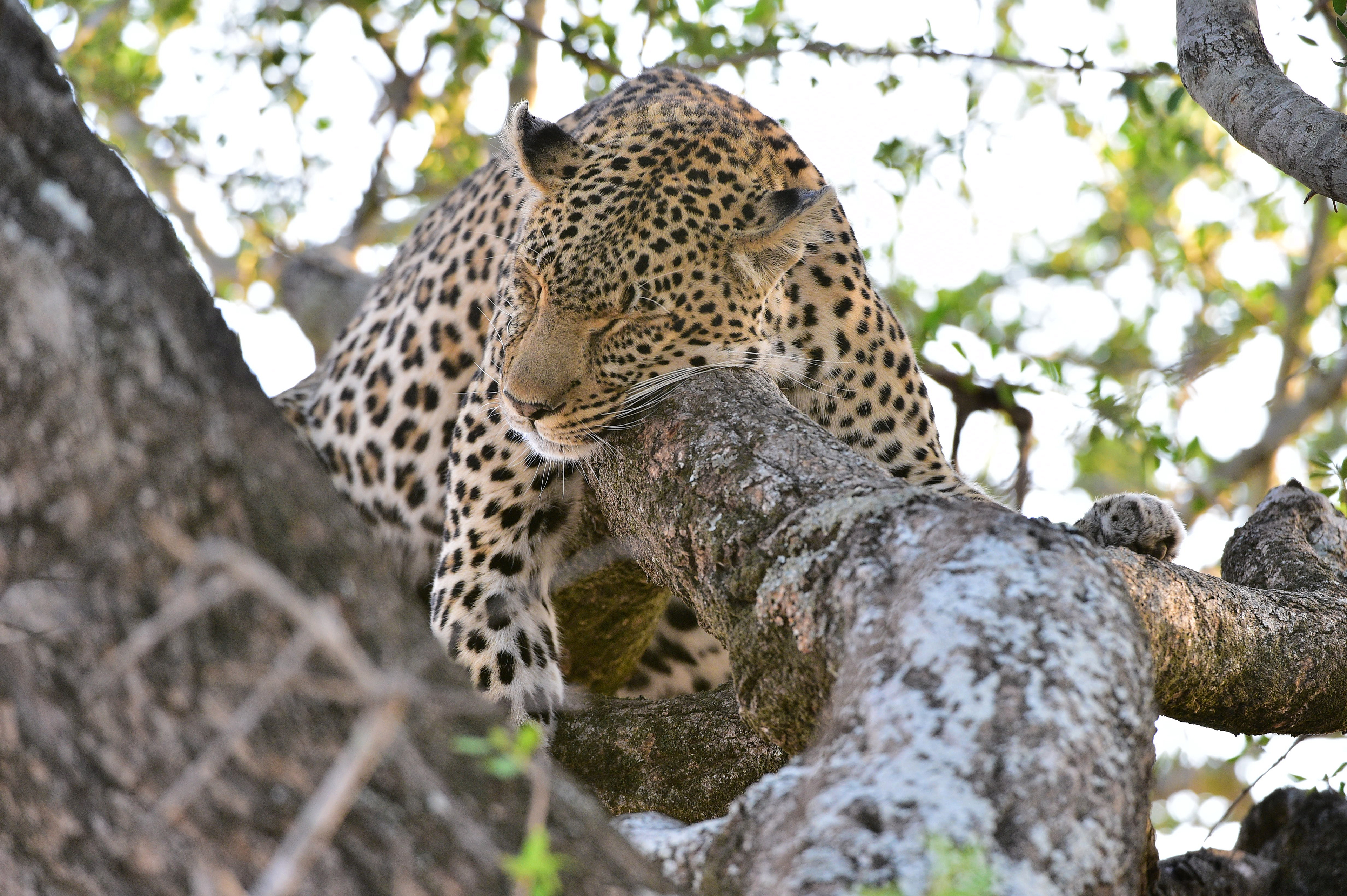Female Leopard