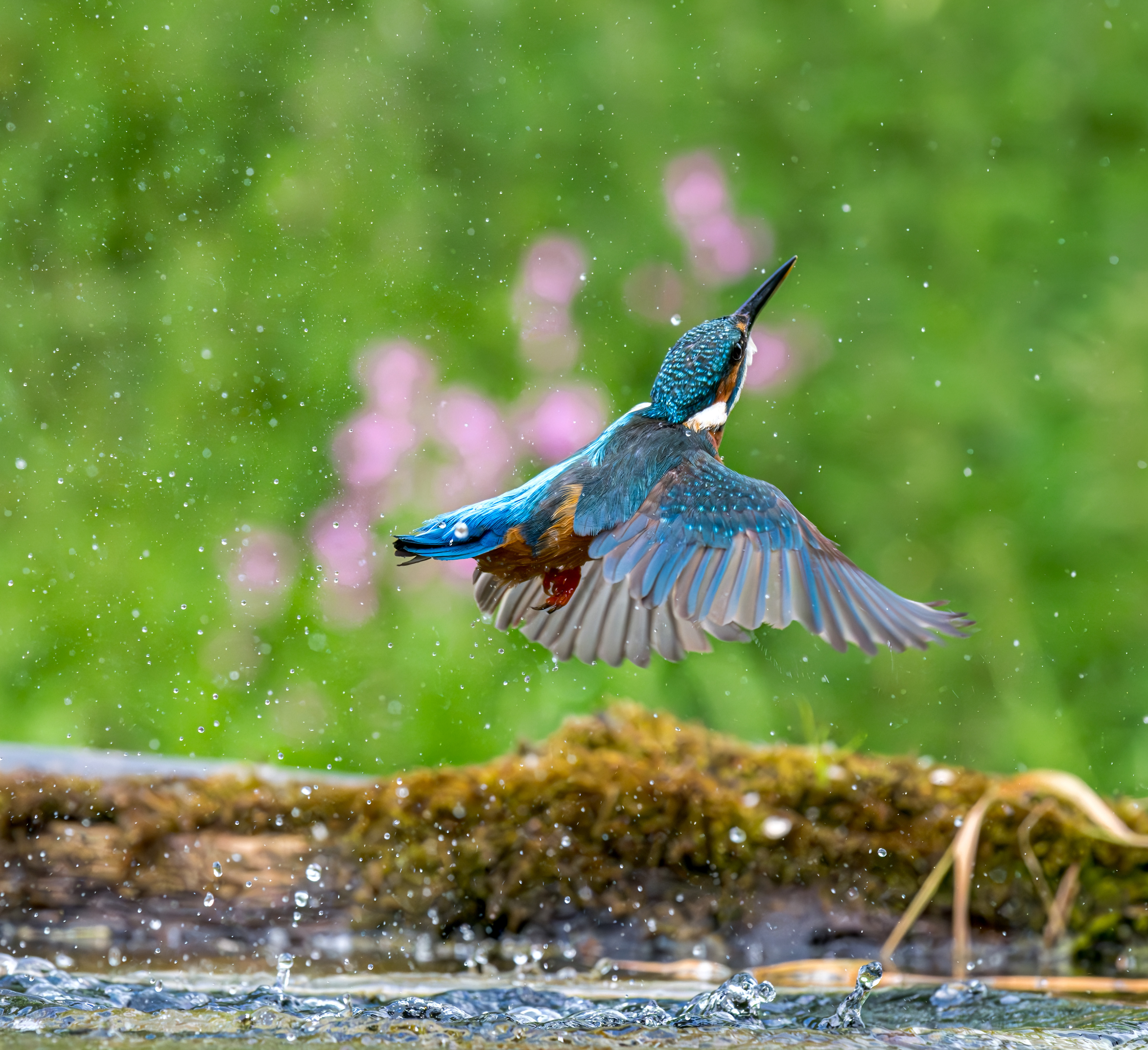 Common Kingfisher