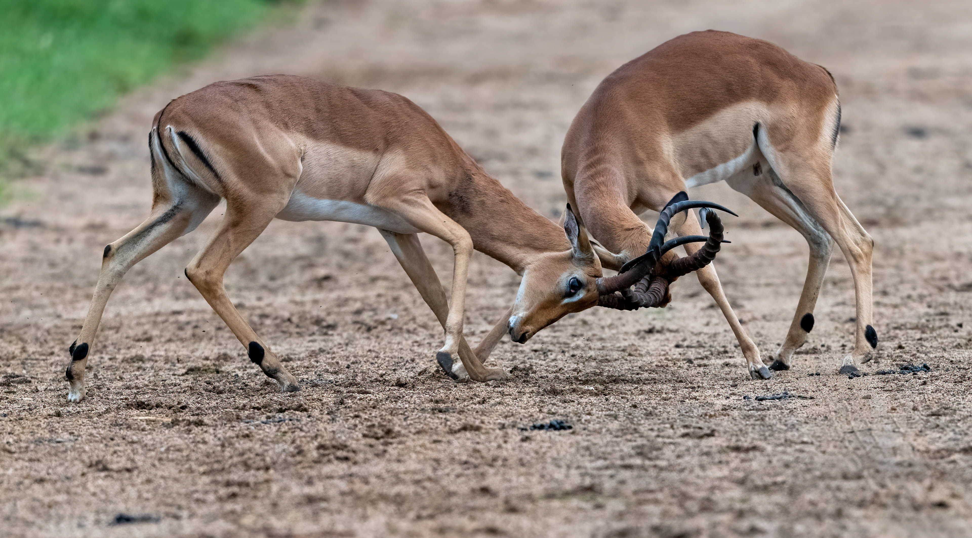Rutting Impala