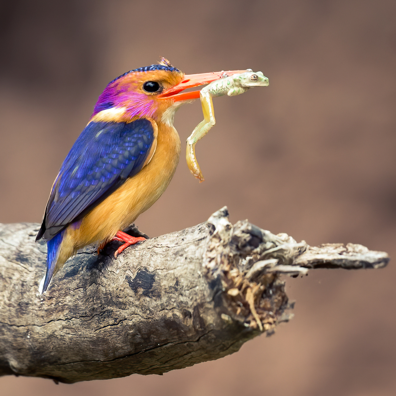 African Pygmy Kinfisher
