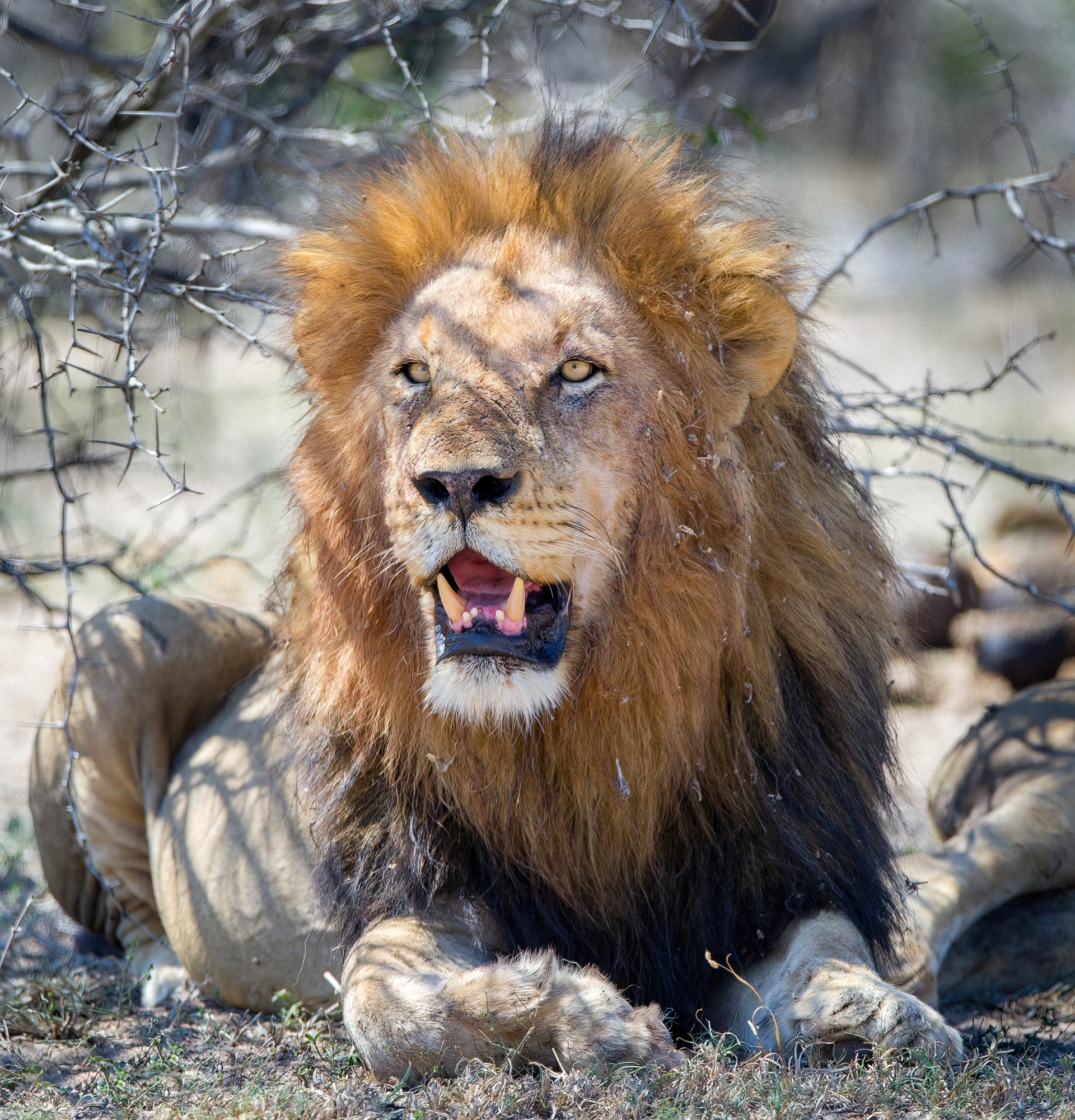 Male Lion