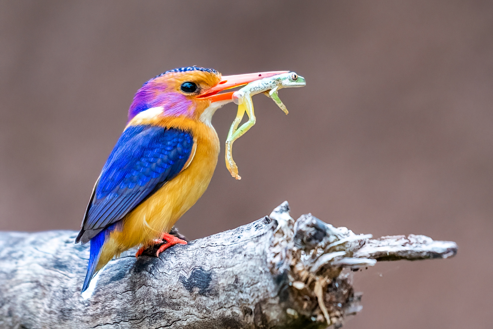 African Pygmy Kinfisher