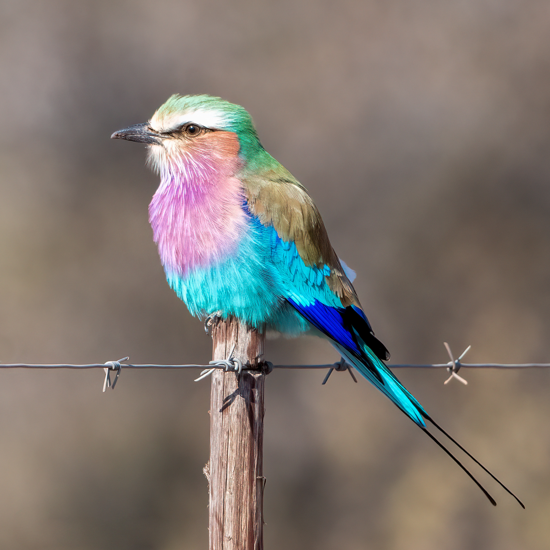 Lillac Breasted Roller