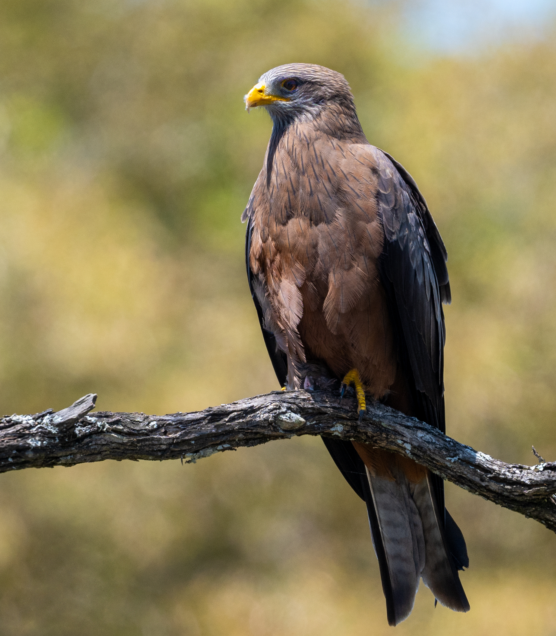 Yellow Billed Kite