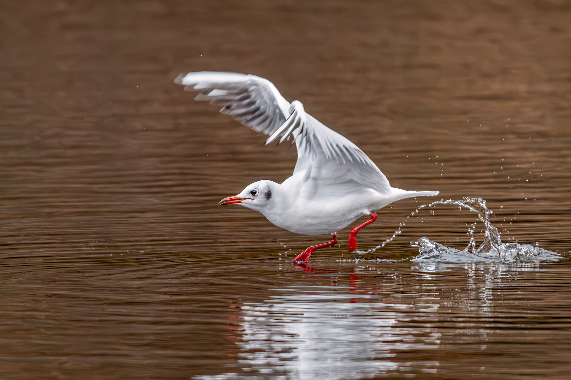 Black Headed Gull