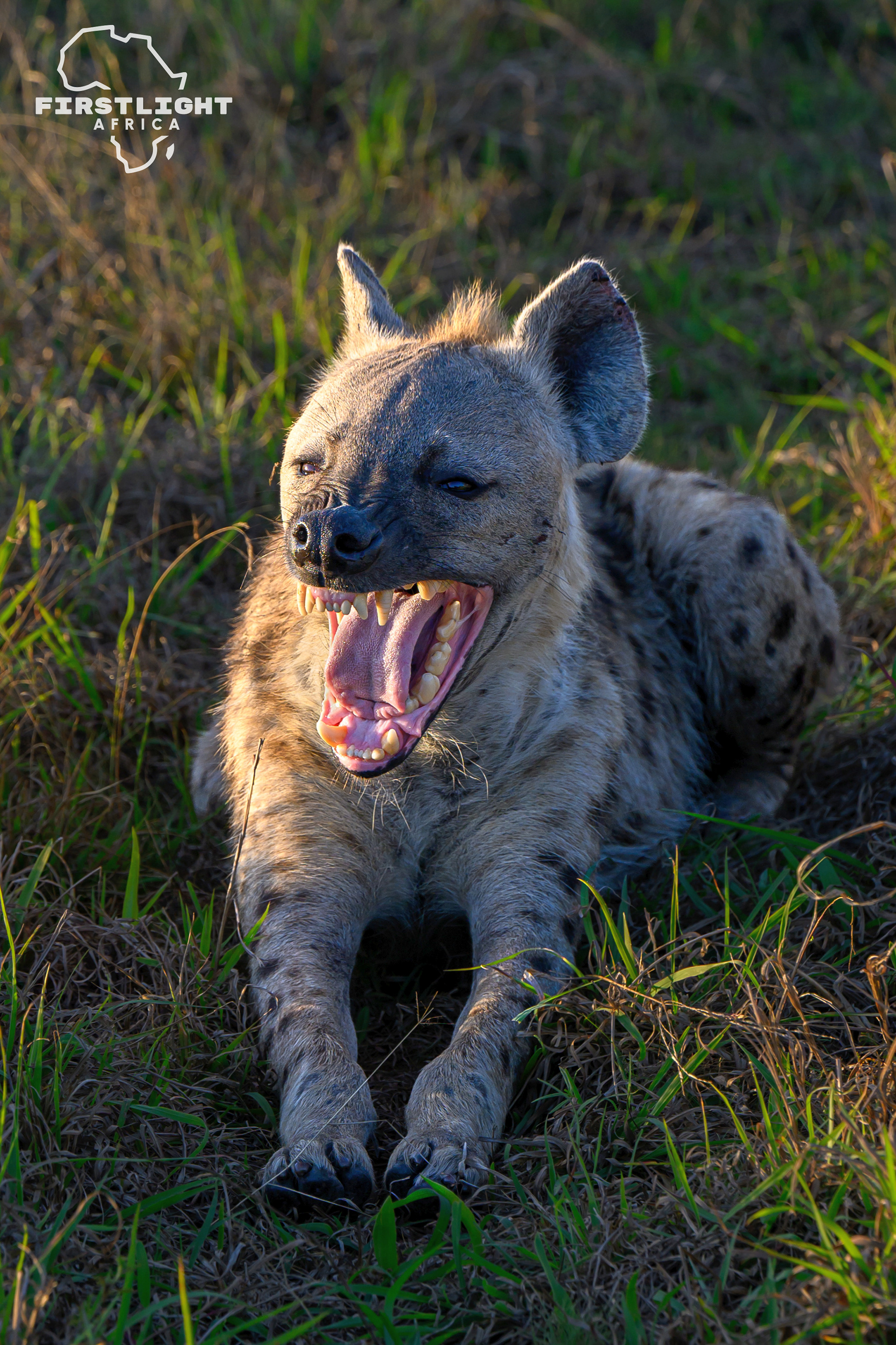Spotted Hyena