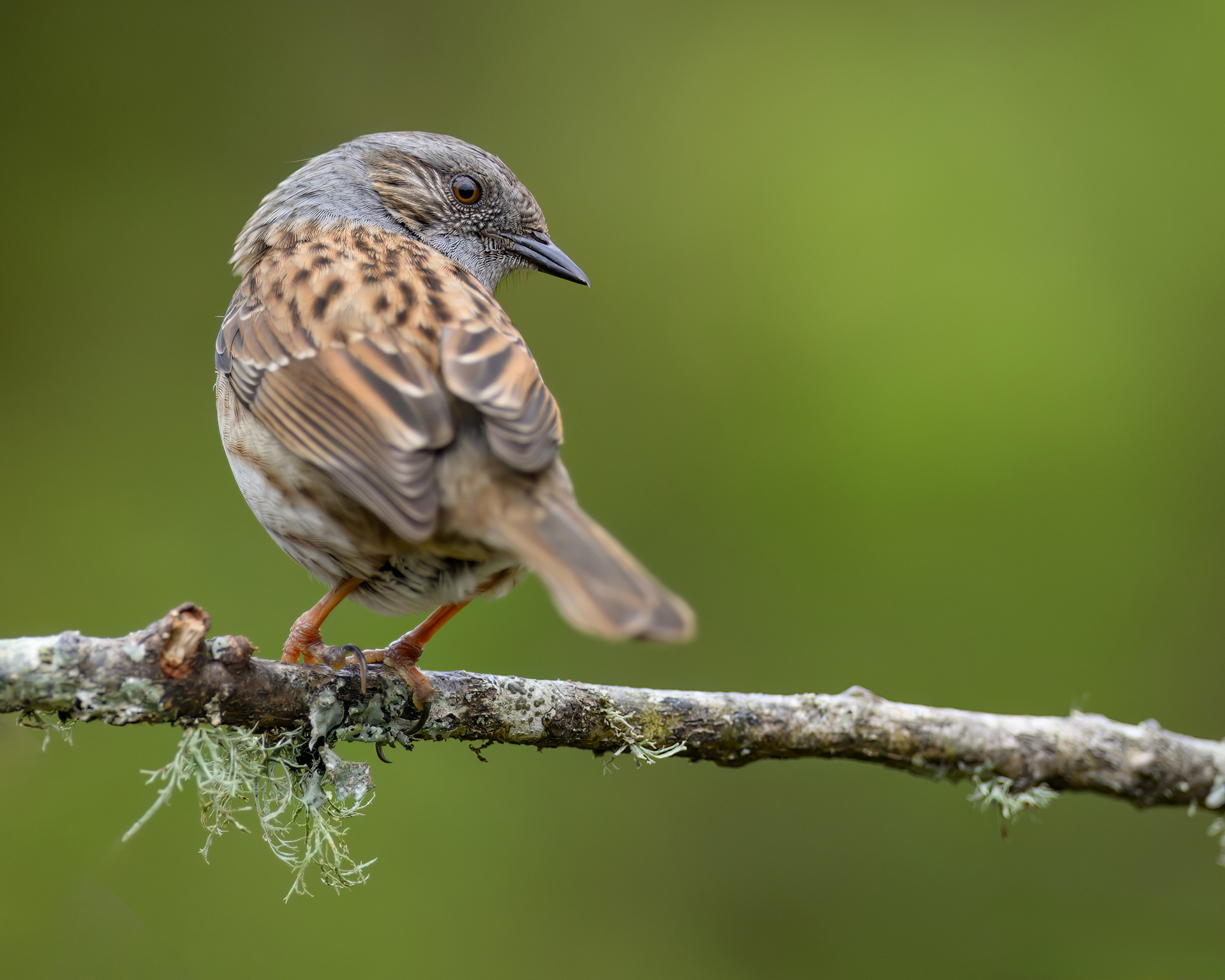 Dunnock