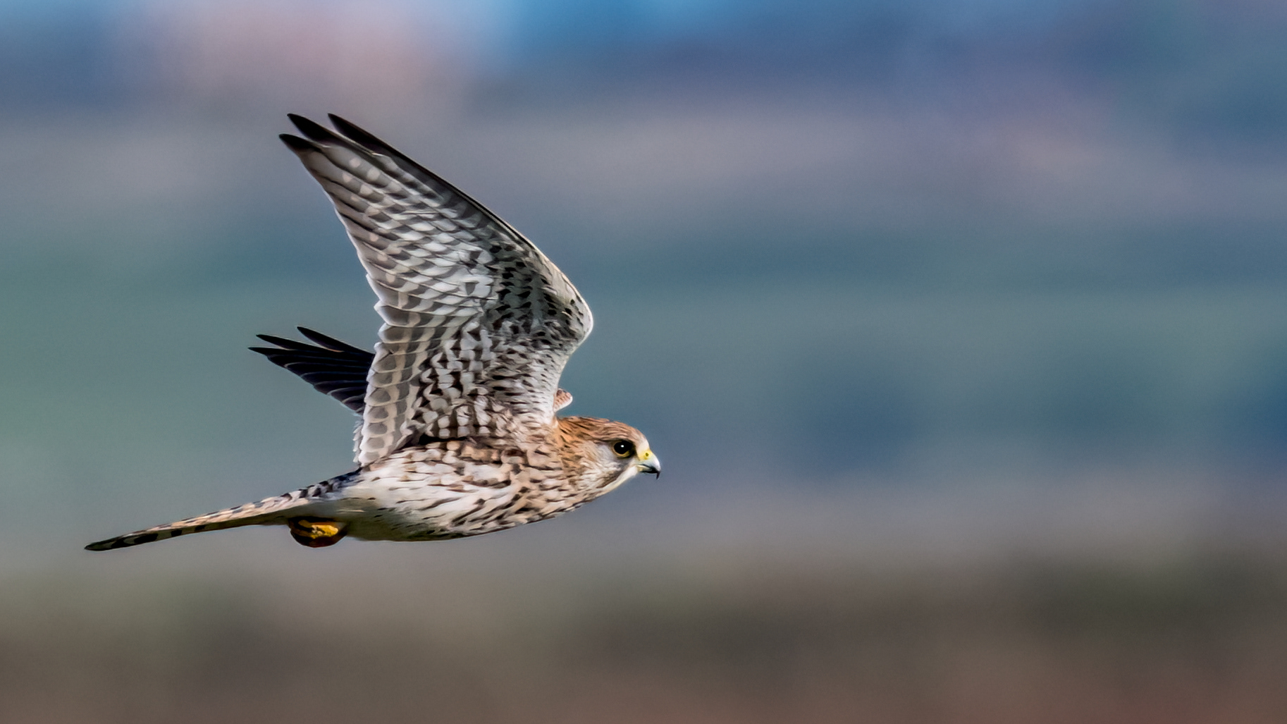 Kestrel