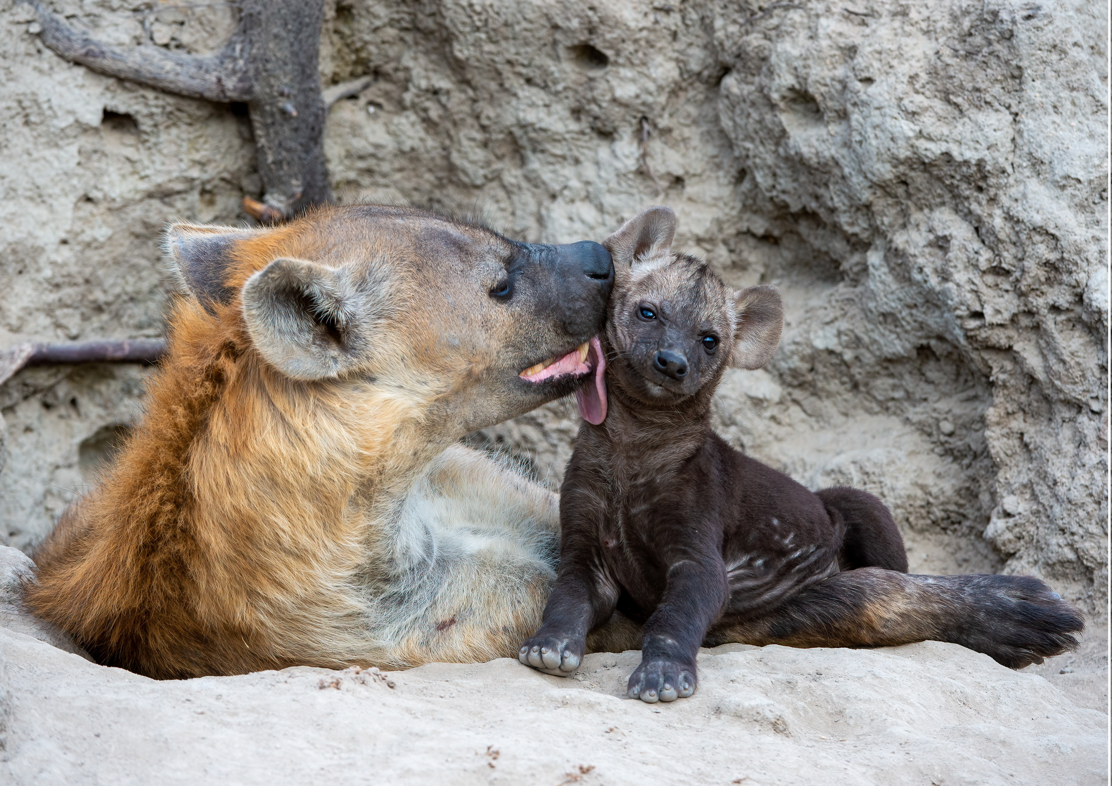 Spotted Hyena