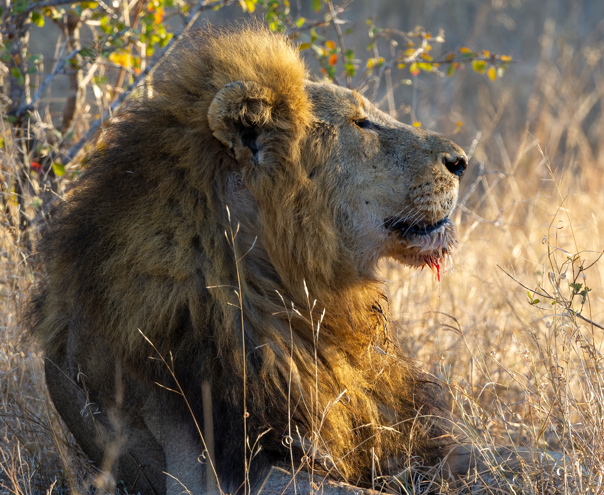 Male Lion
