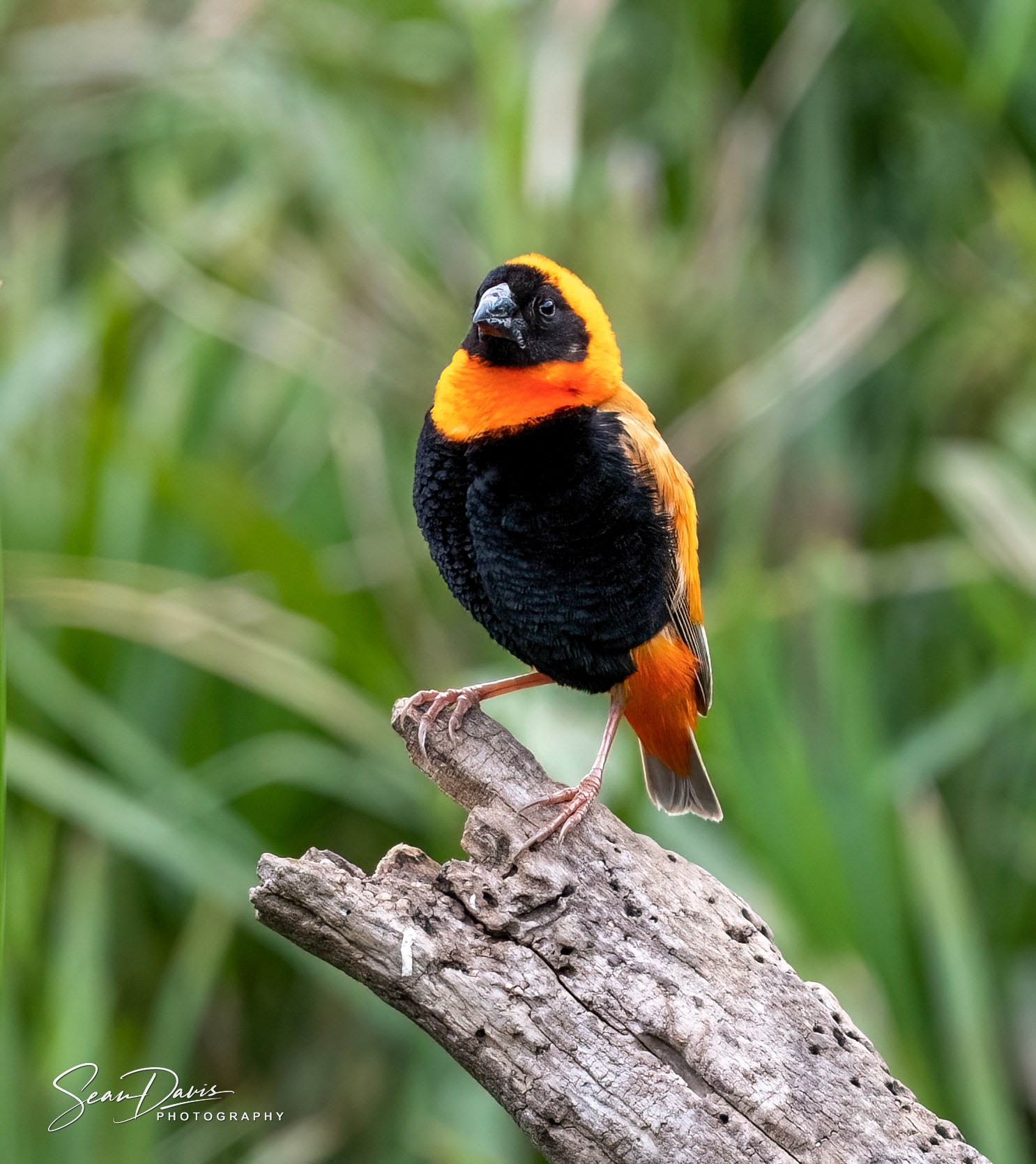 Southern Red Bishop