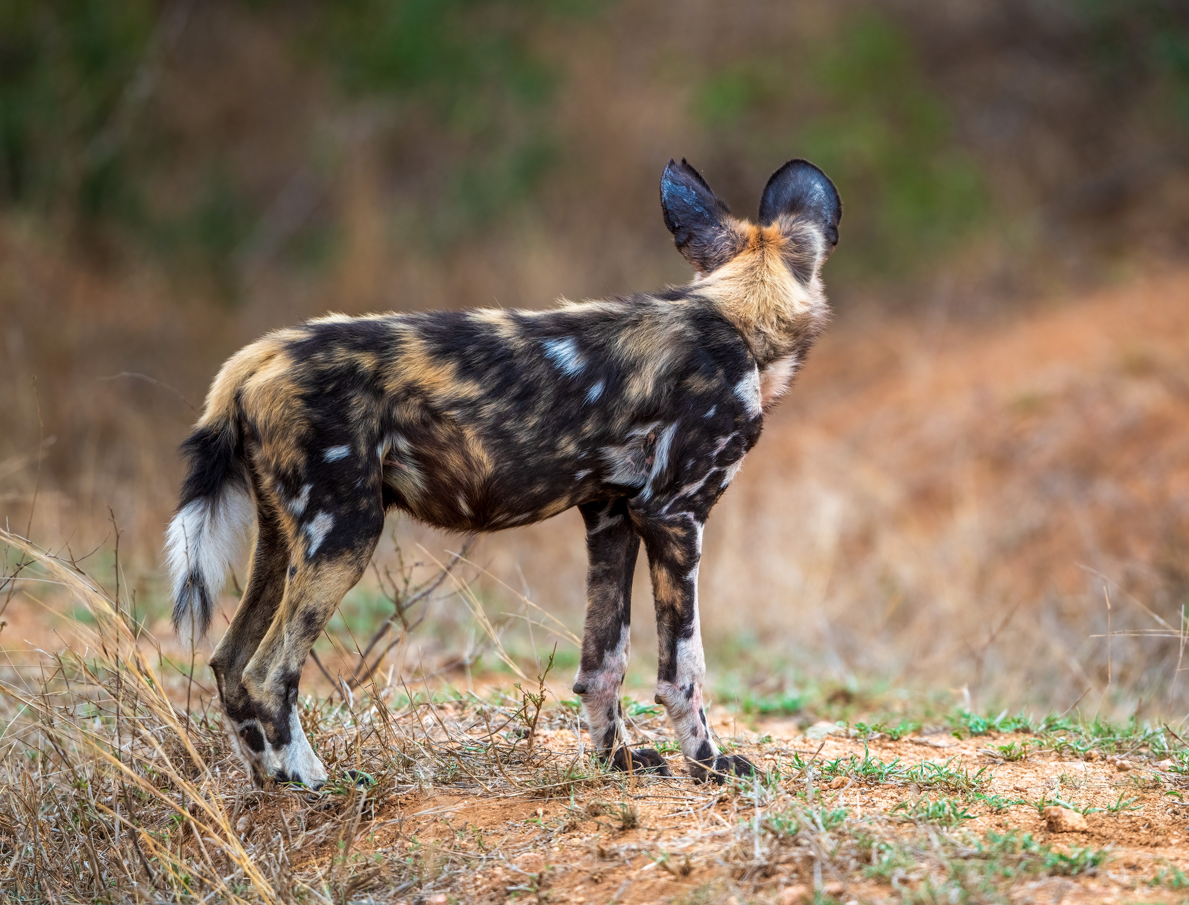 Wild Dog