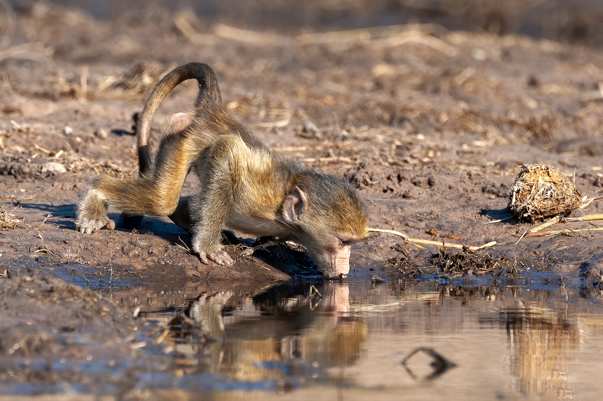 Young Baboon
