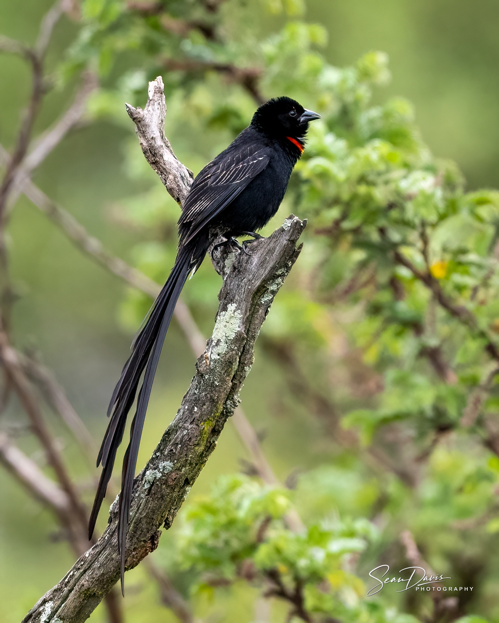 Red-Collared Widowbird