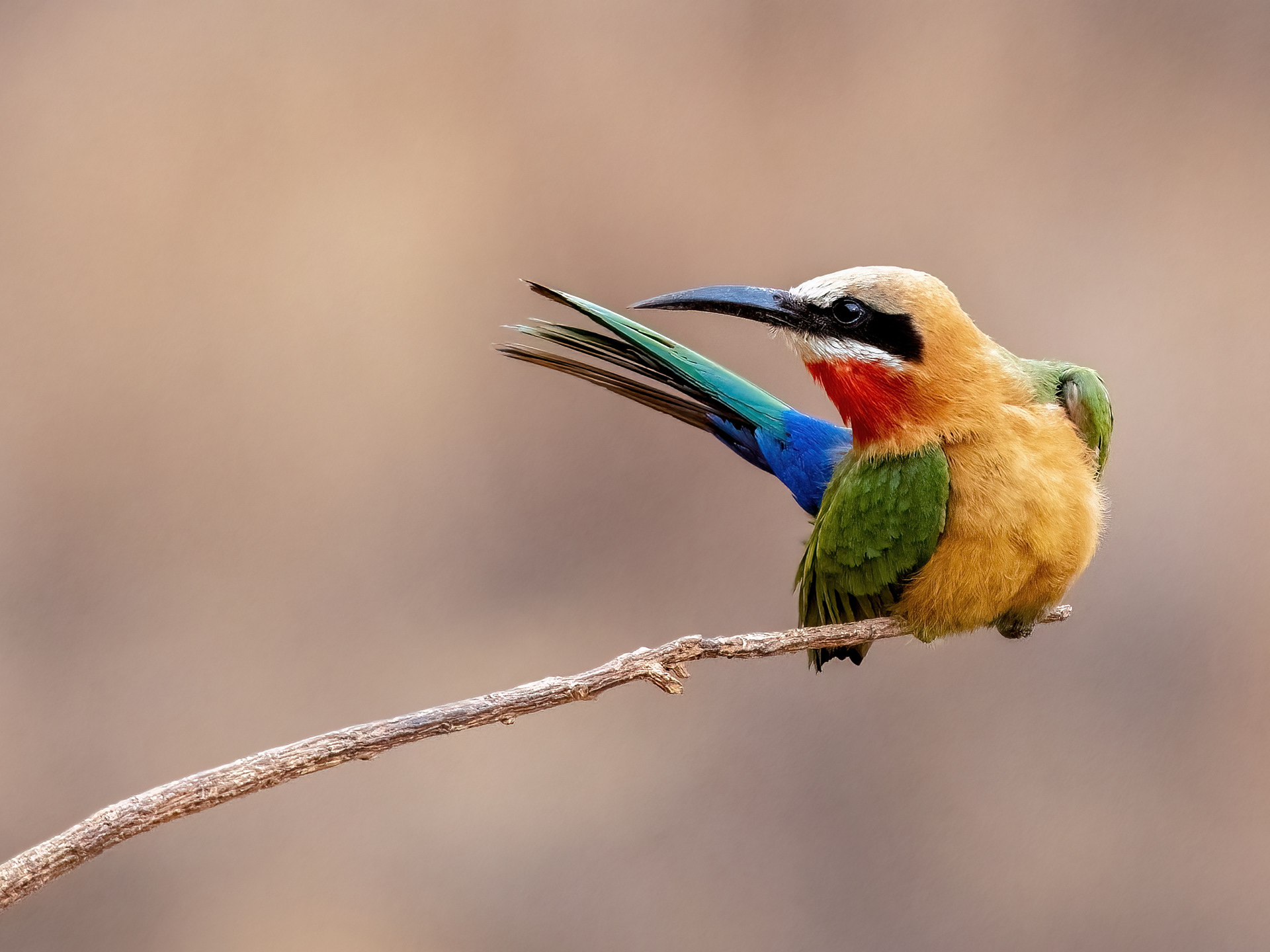 White-throated Bee Eater