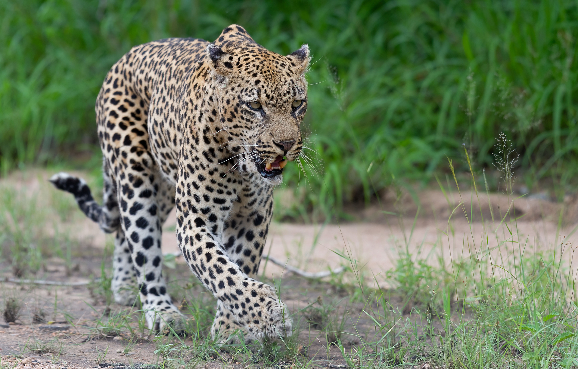 Male Leopard