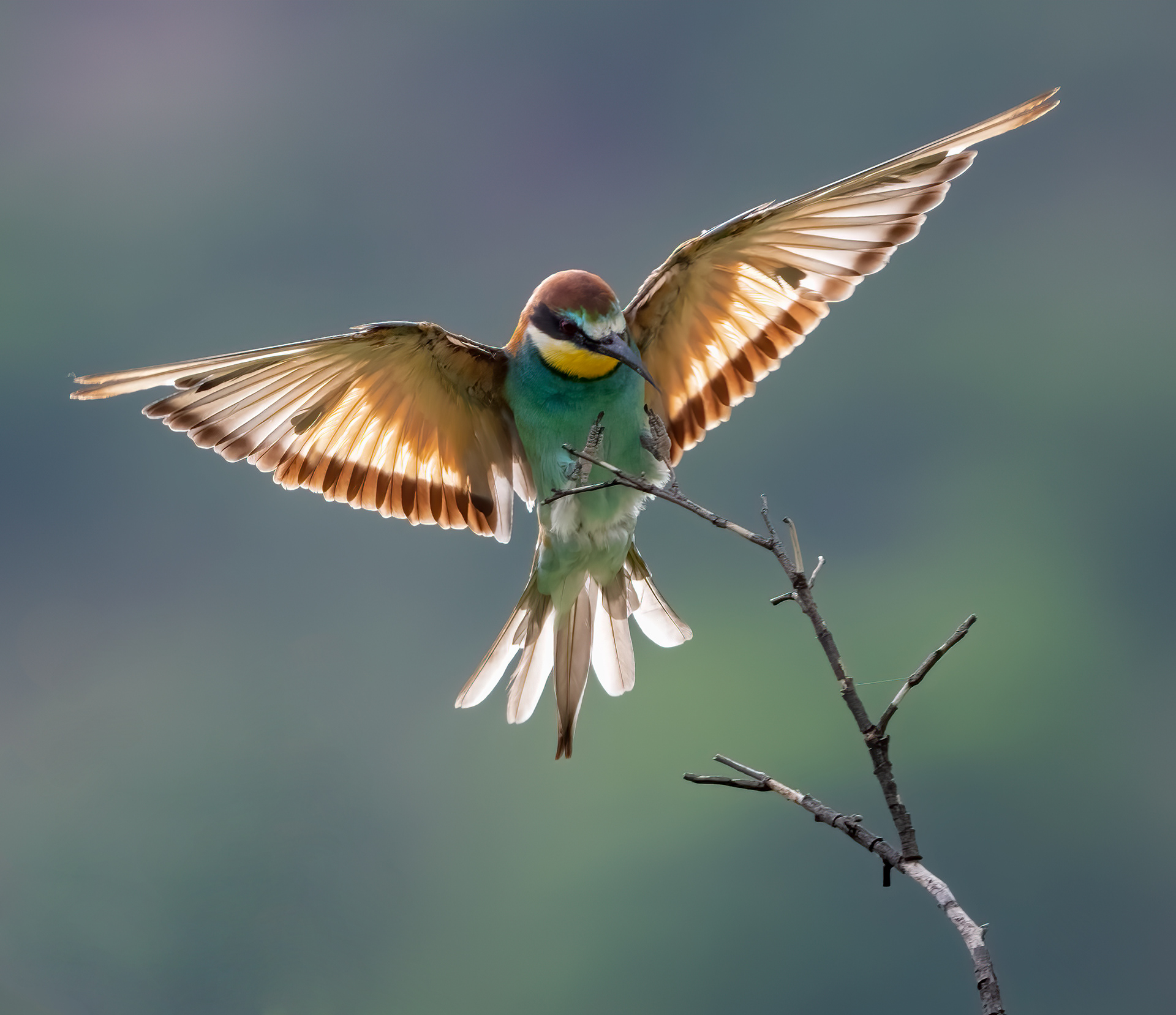 European Bee Eater