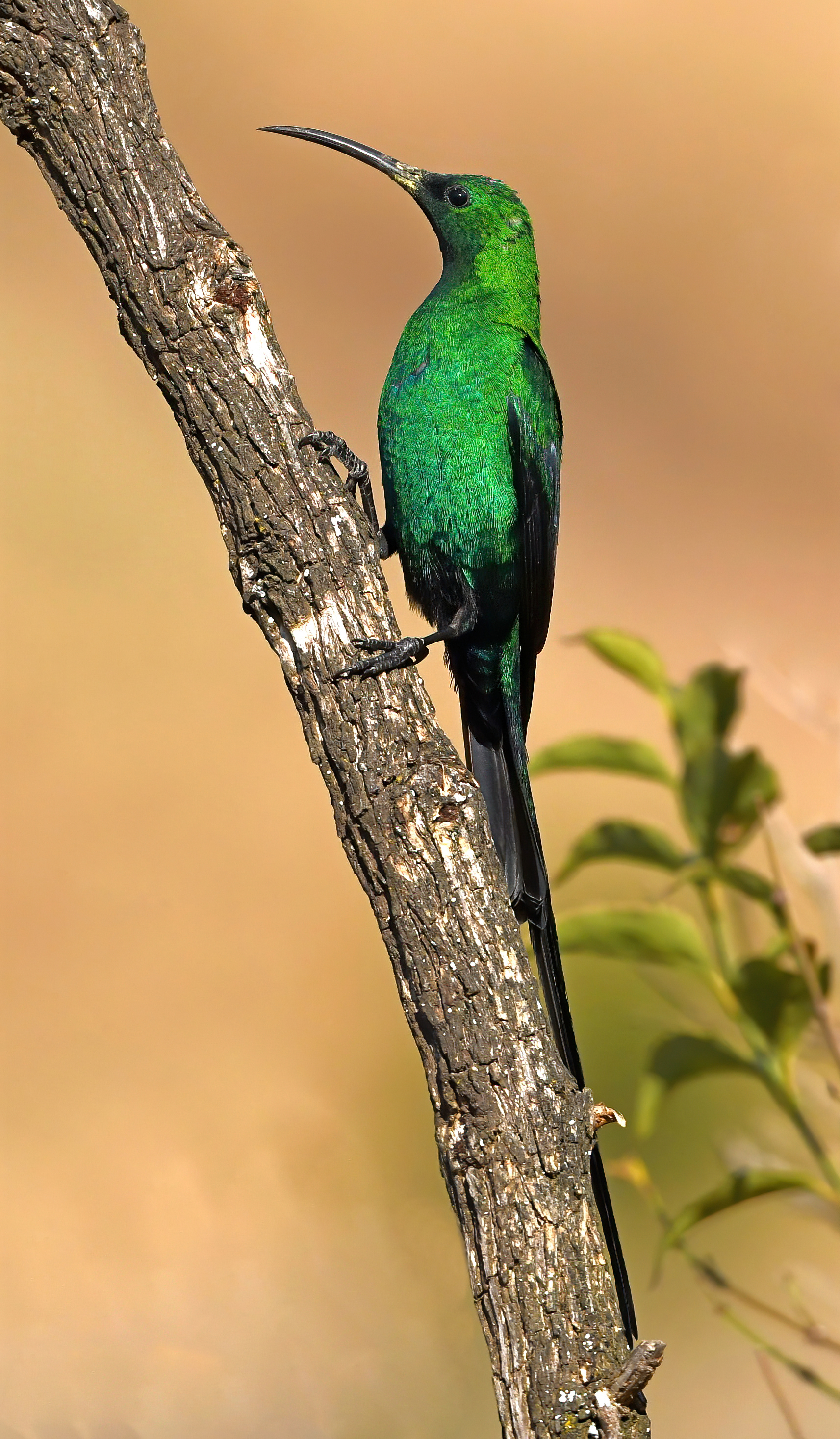 Malachite Sunbird