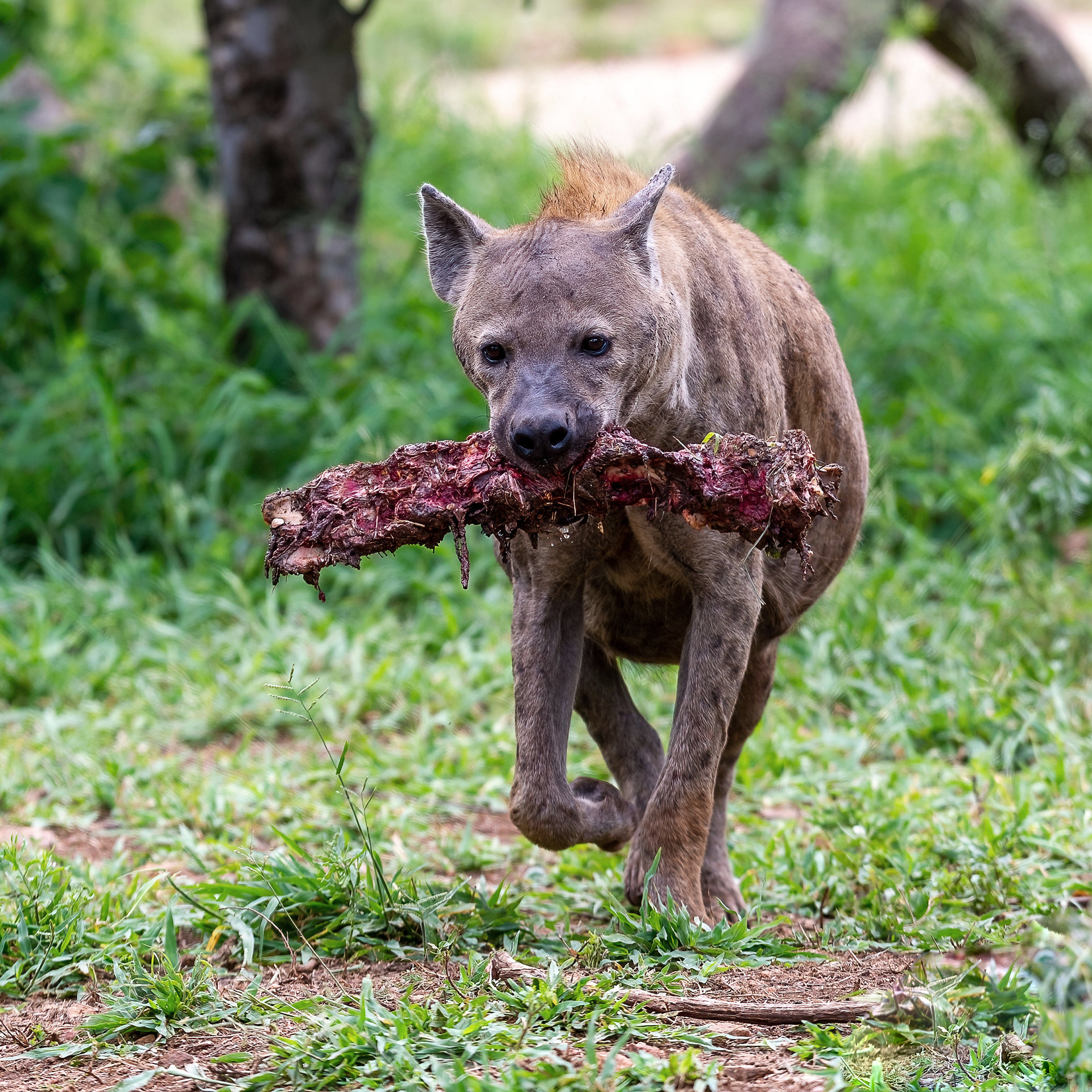 Spotted Hyena