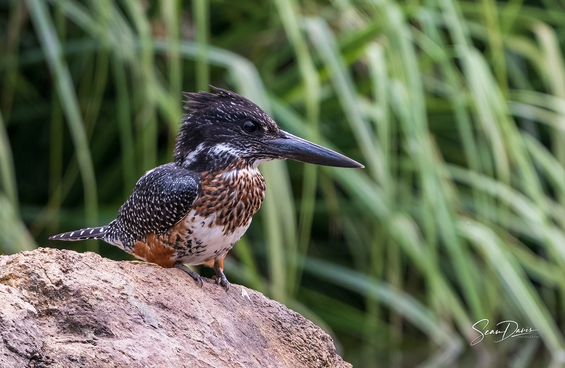 Giant Kingfisher