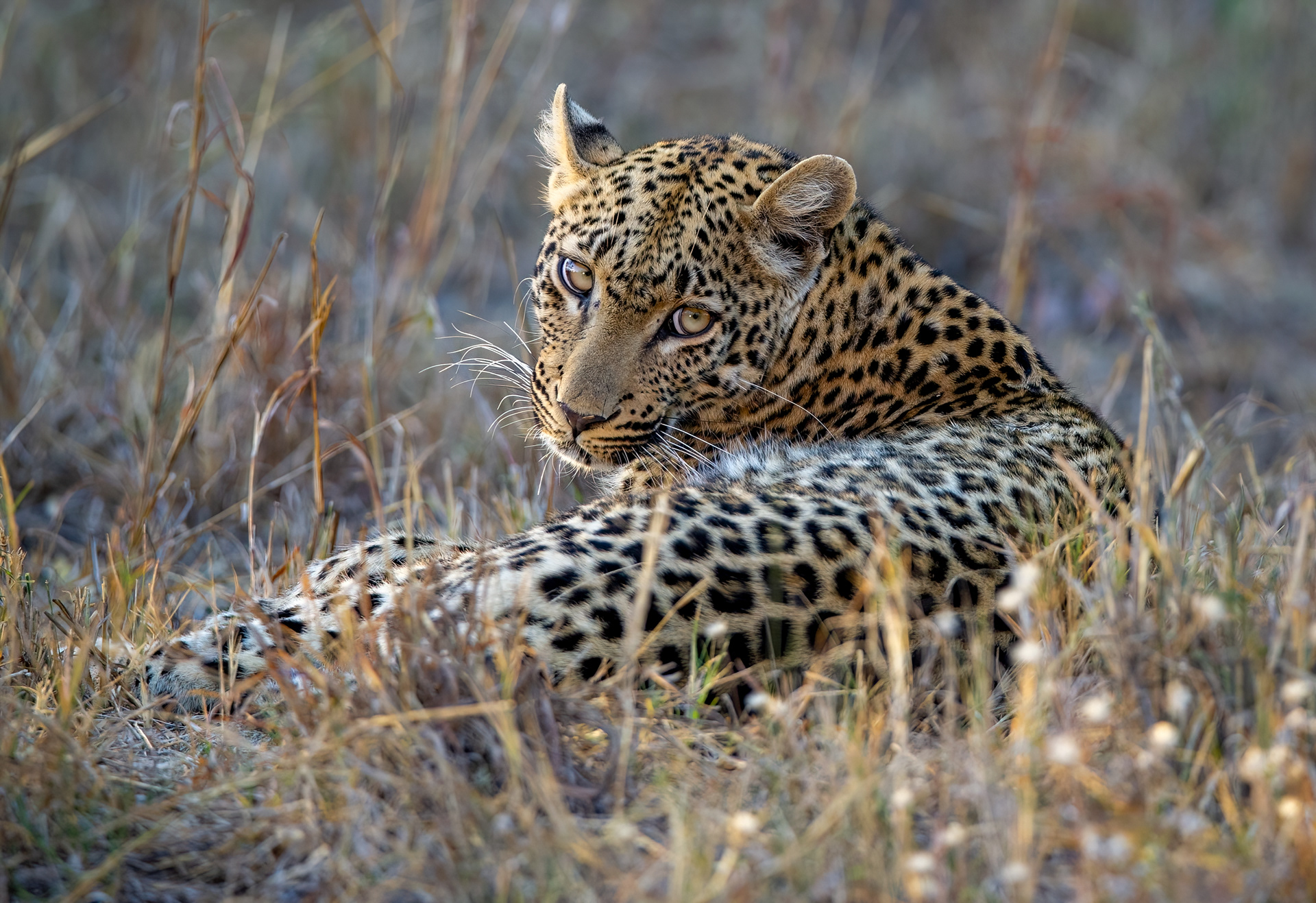Female Leopard