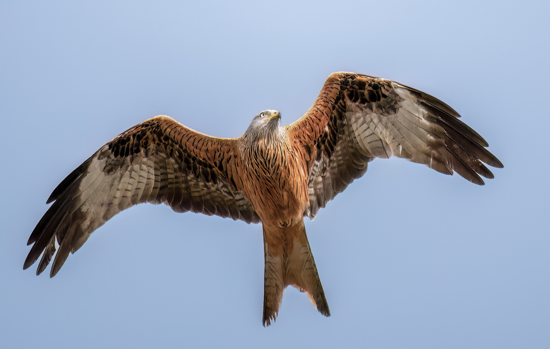 Red Tail Kite