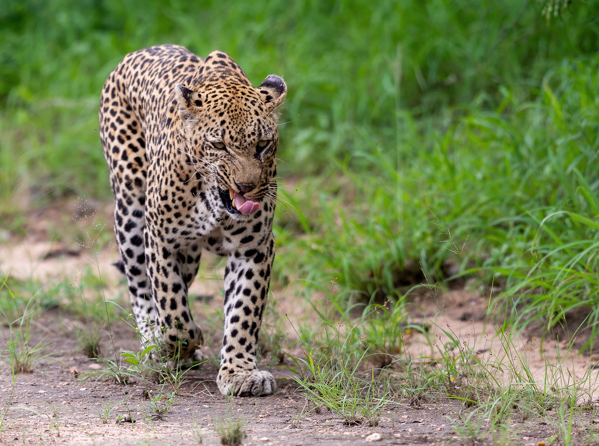 Male Leopard
