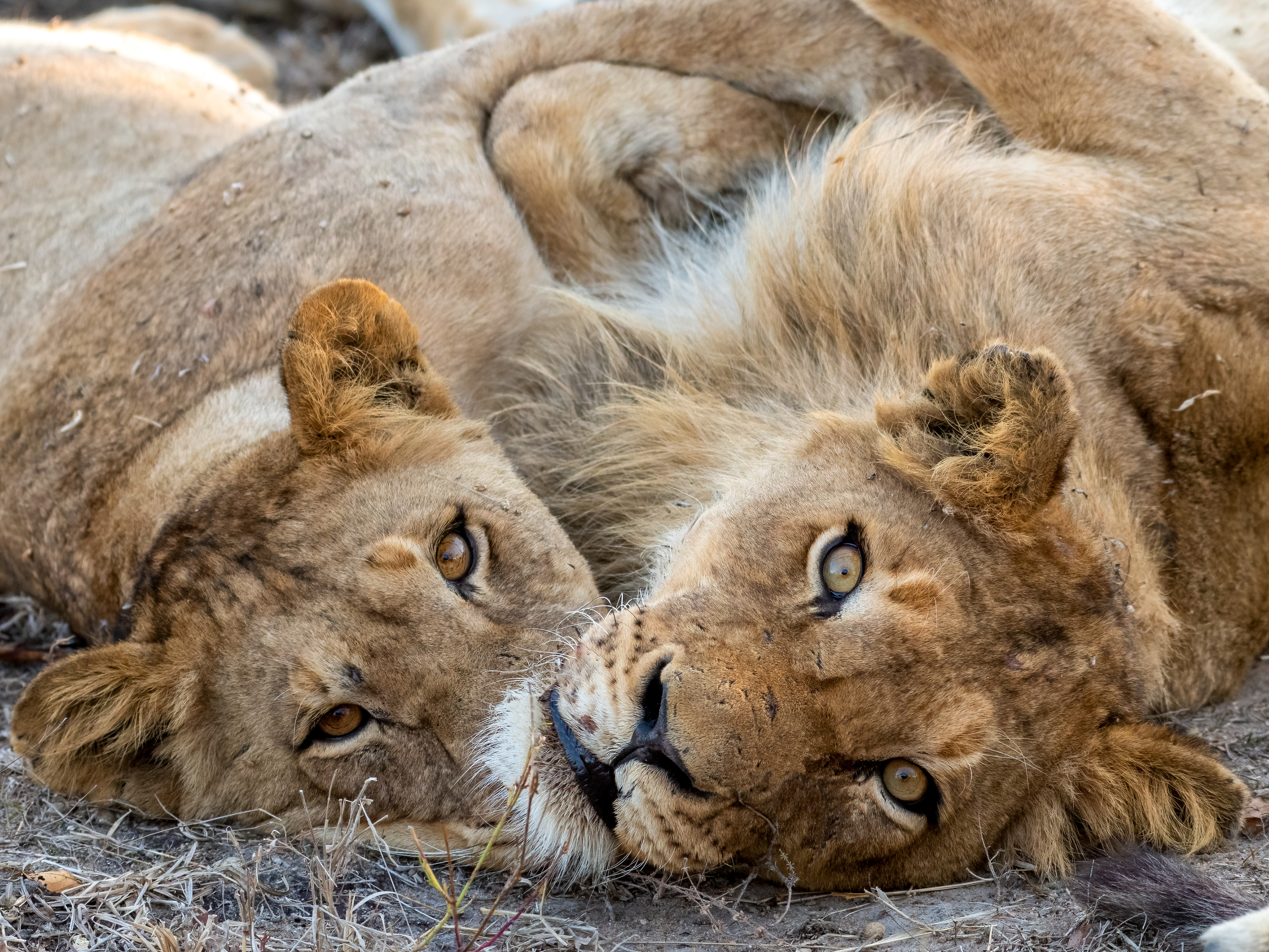 Lioness