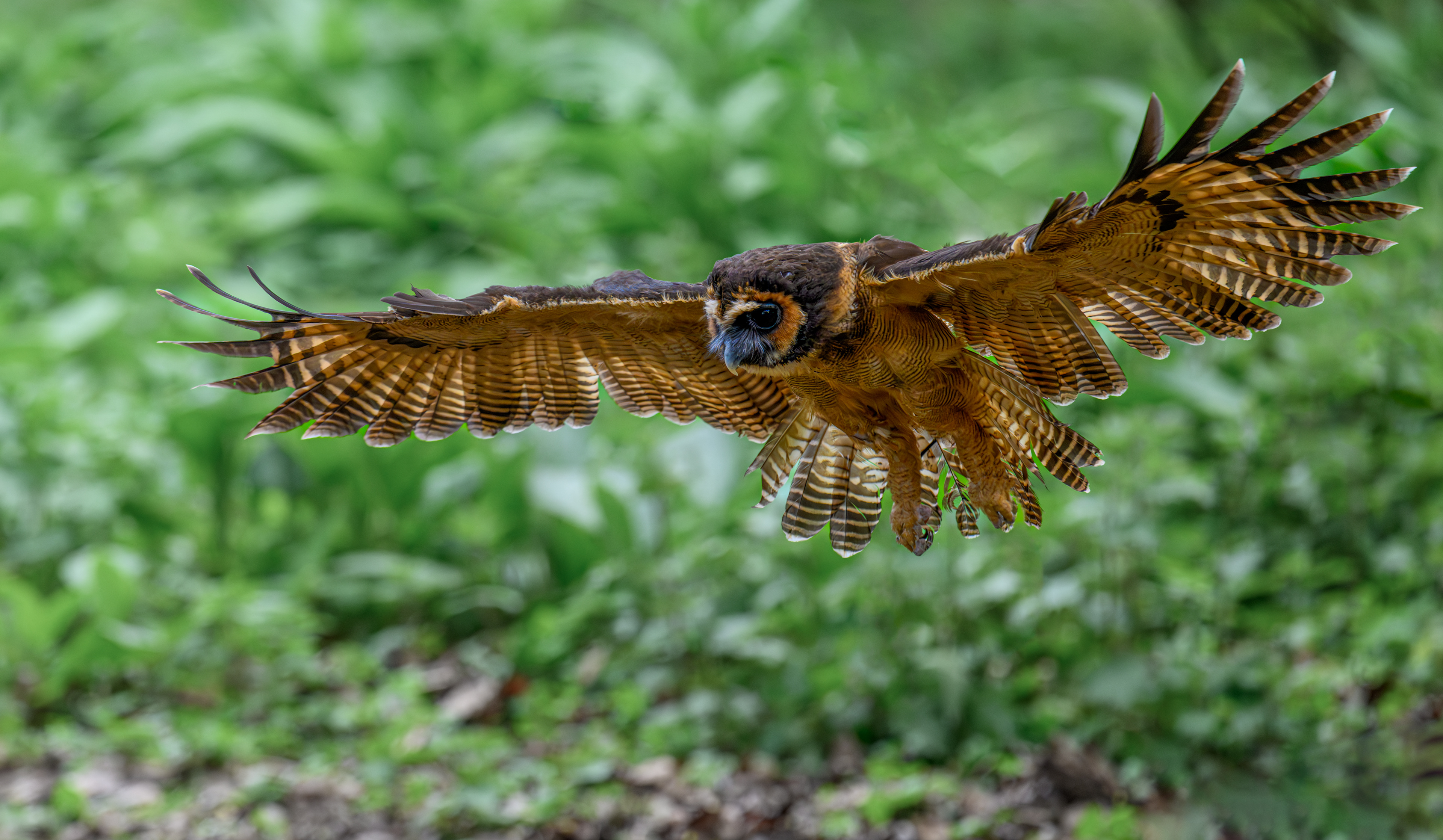 Brown Wood Owl