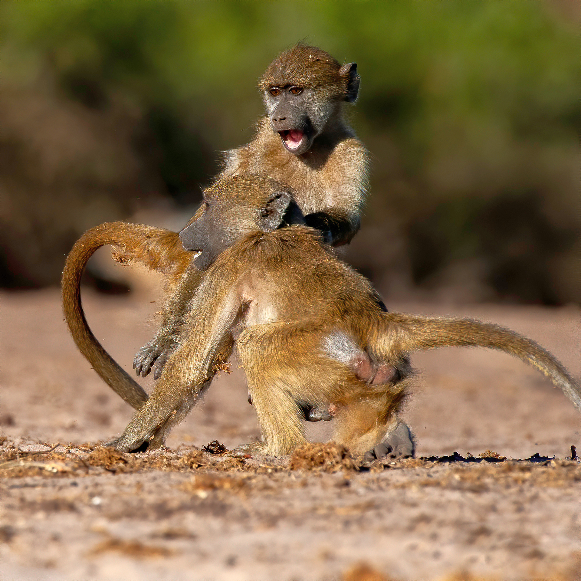 Baboons