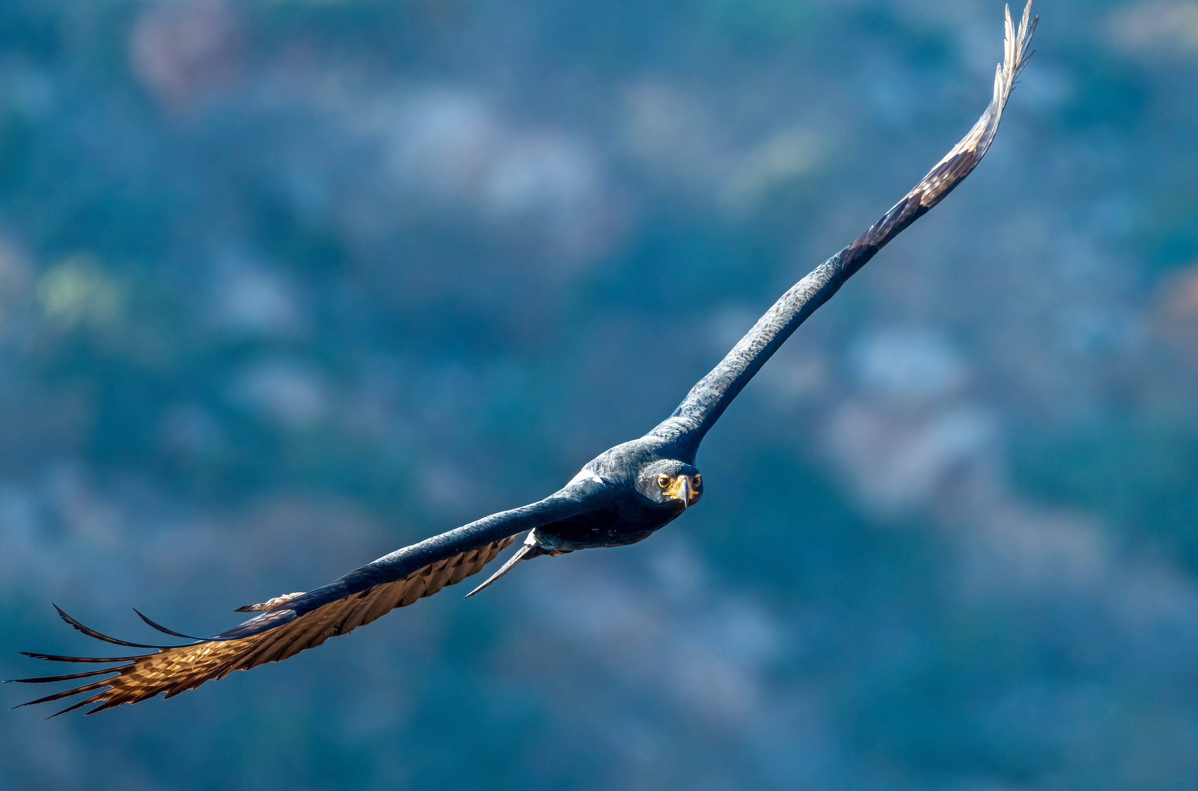 Verreaux Eagle