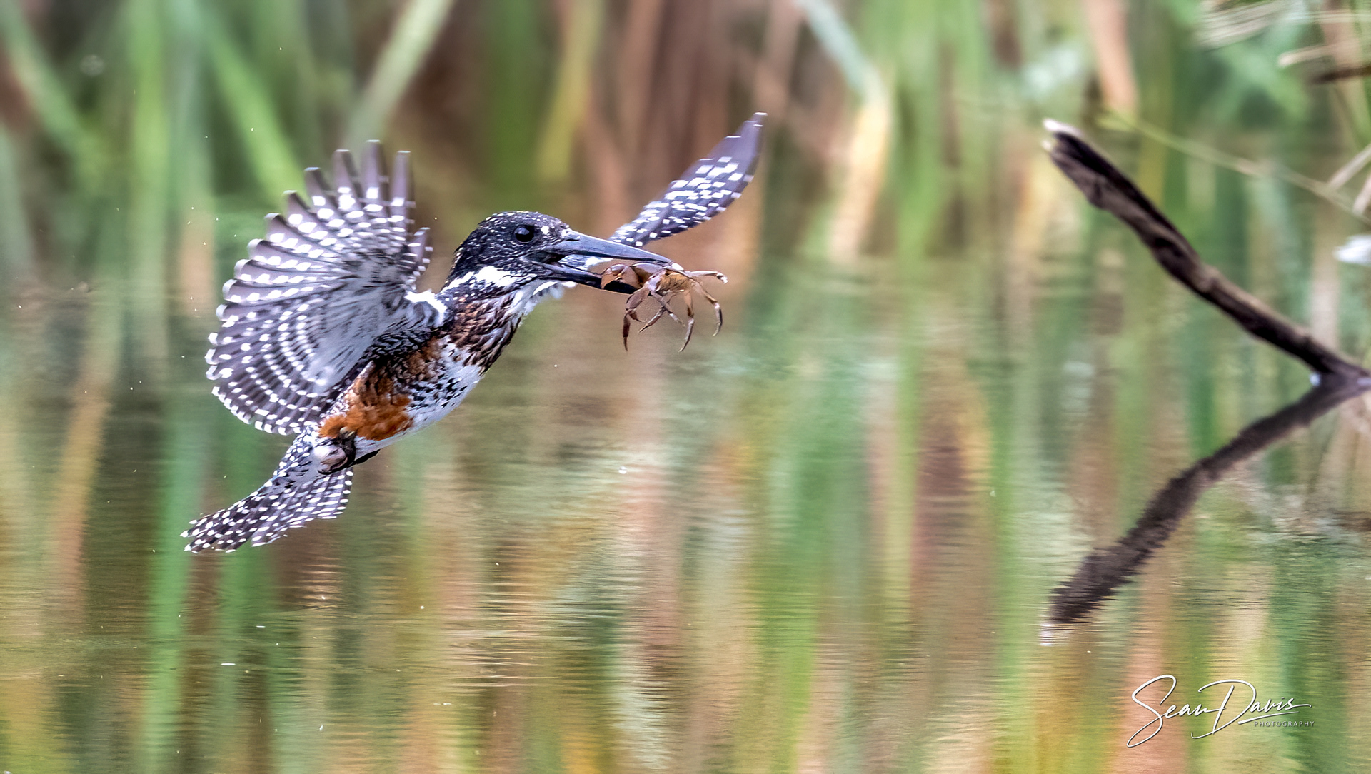 Giant Kingfisher