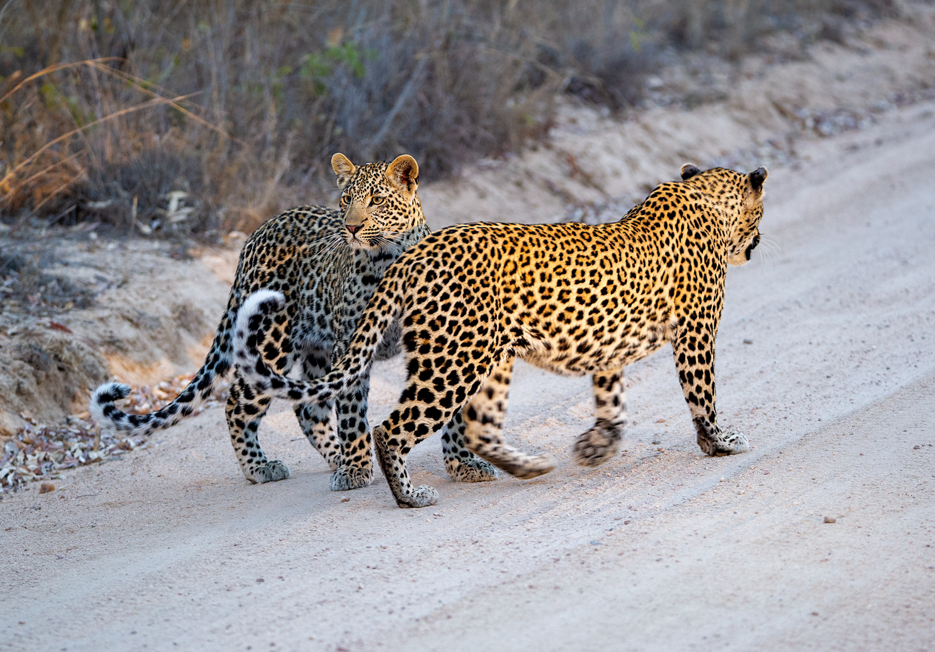 Female Leopard