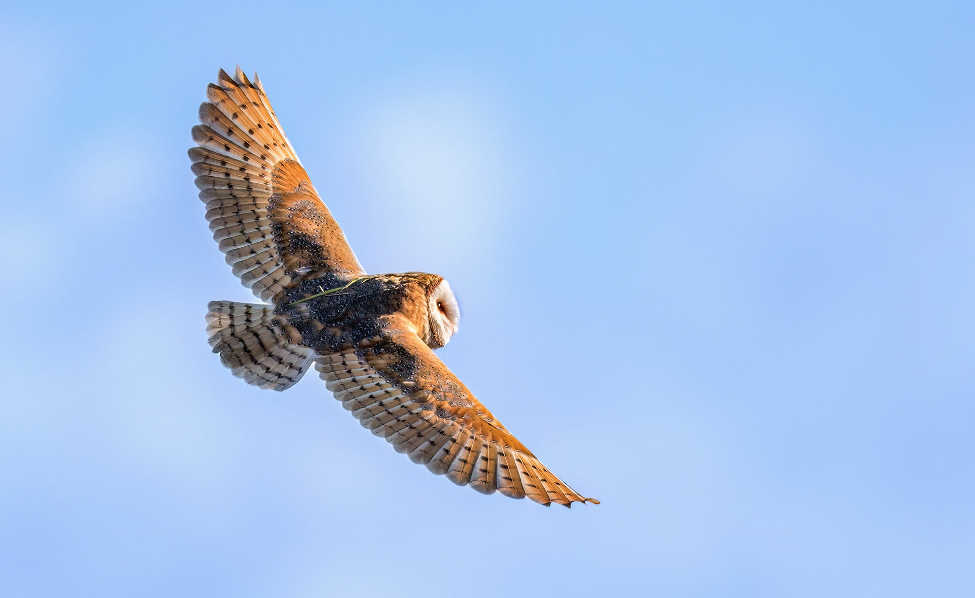 Barn Owl