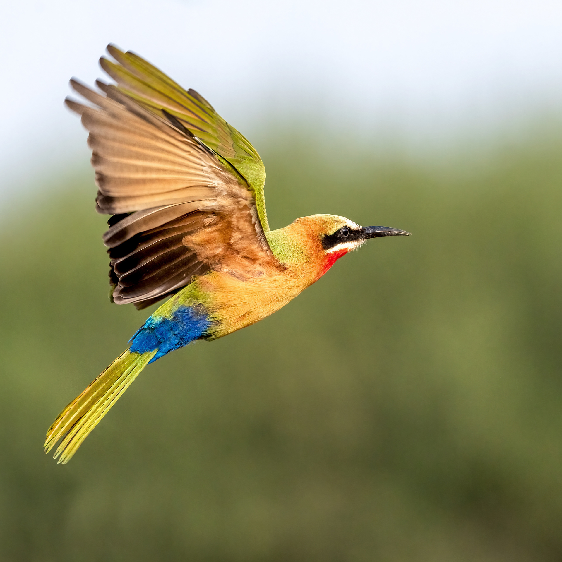 White-throated Bee Eater