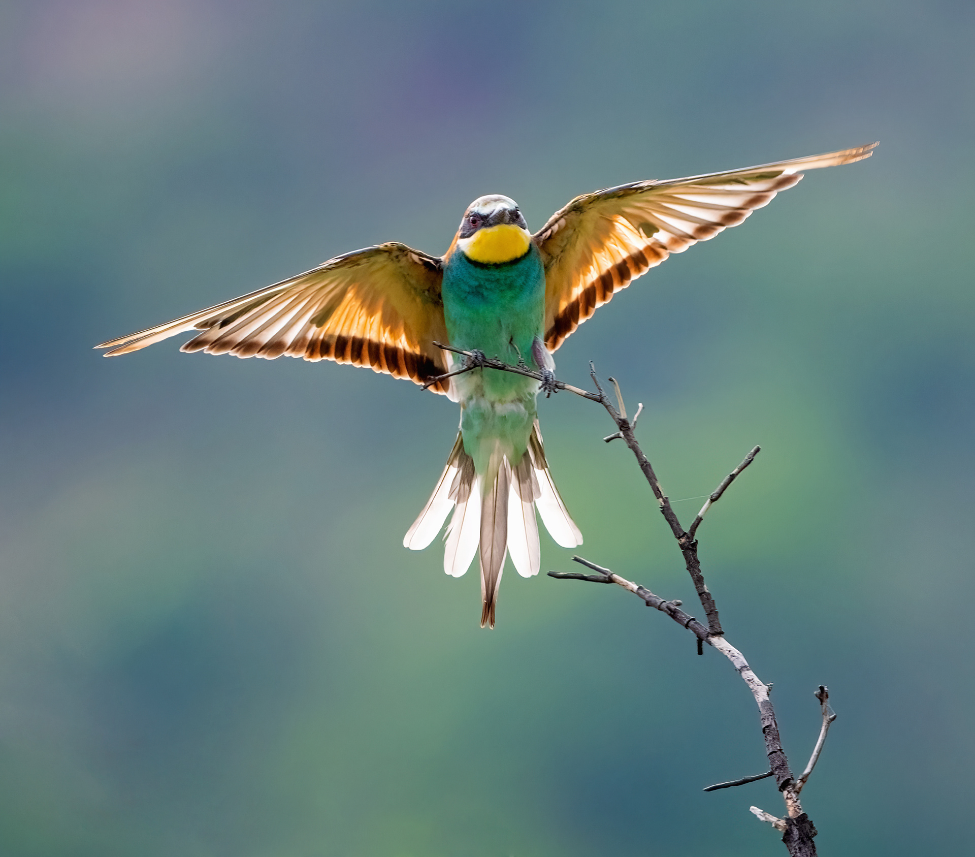 European Bee Eater