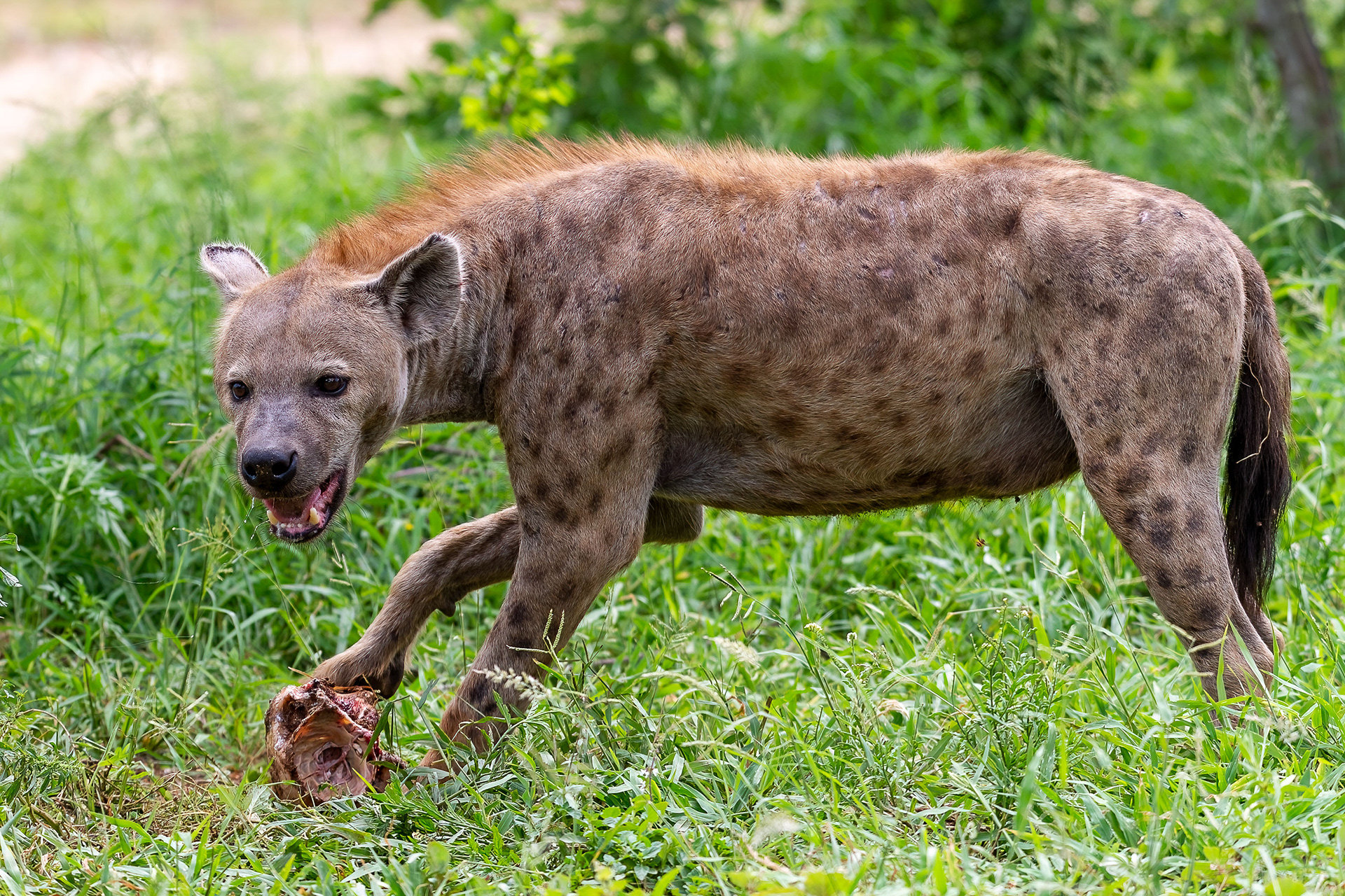 Spotted Hyena